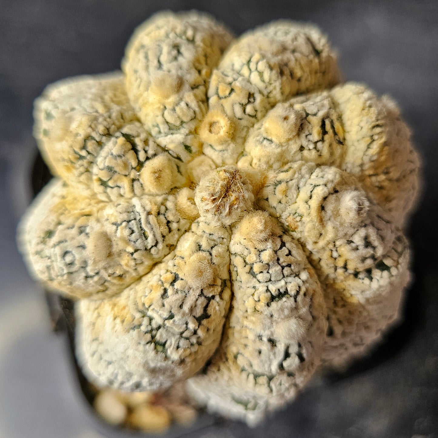 Astrophytum asterias (Feather Flower)