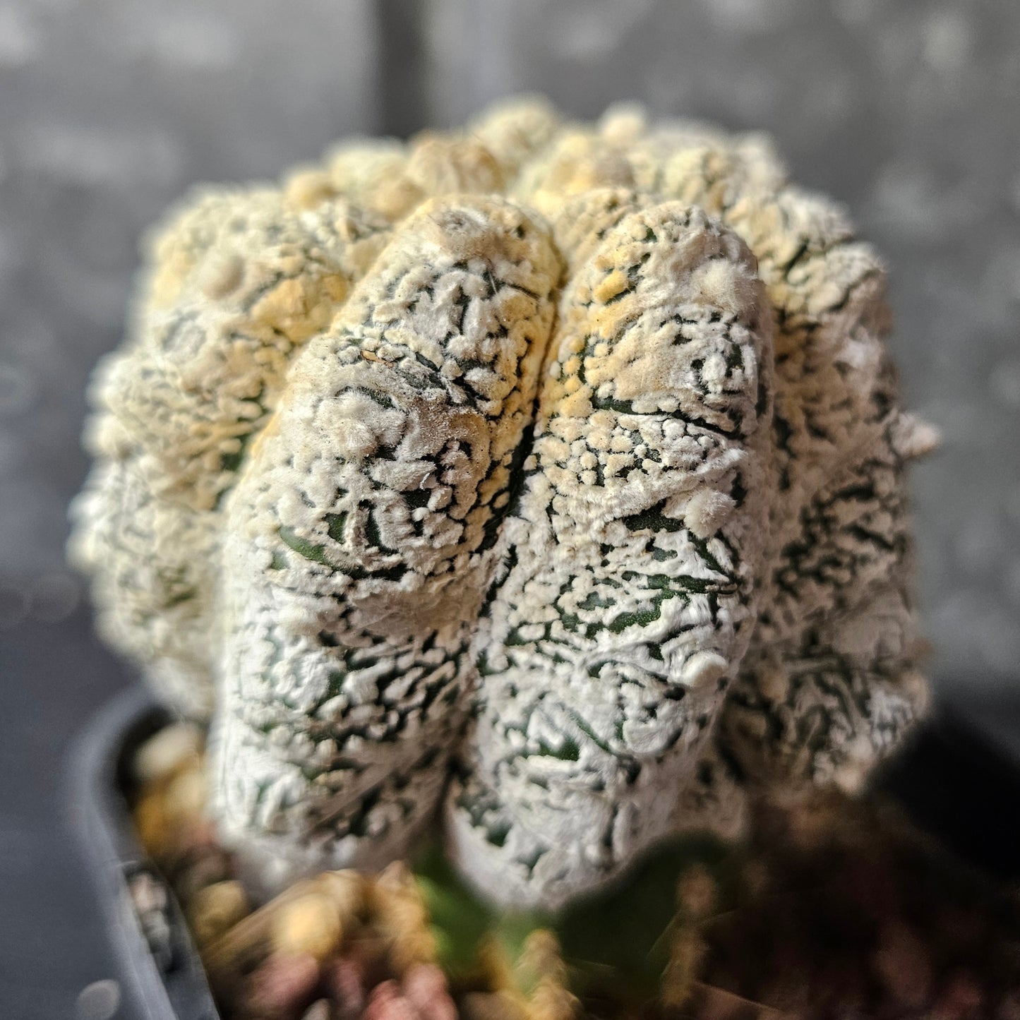 Astrophytum asterias (Feather Flower)