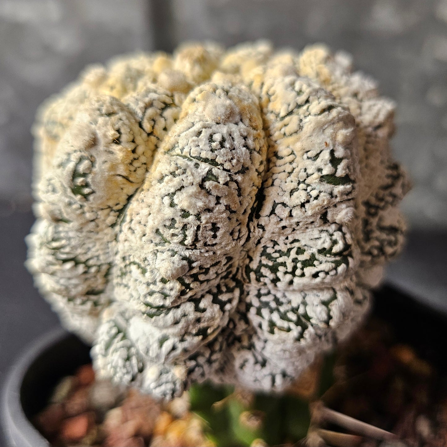 Astrophytum asterias (Feather Flower)