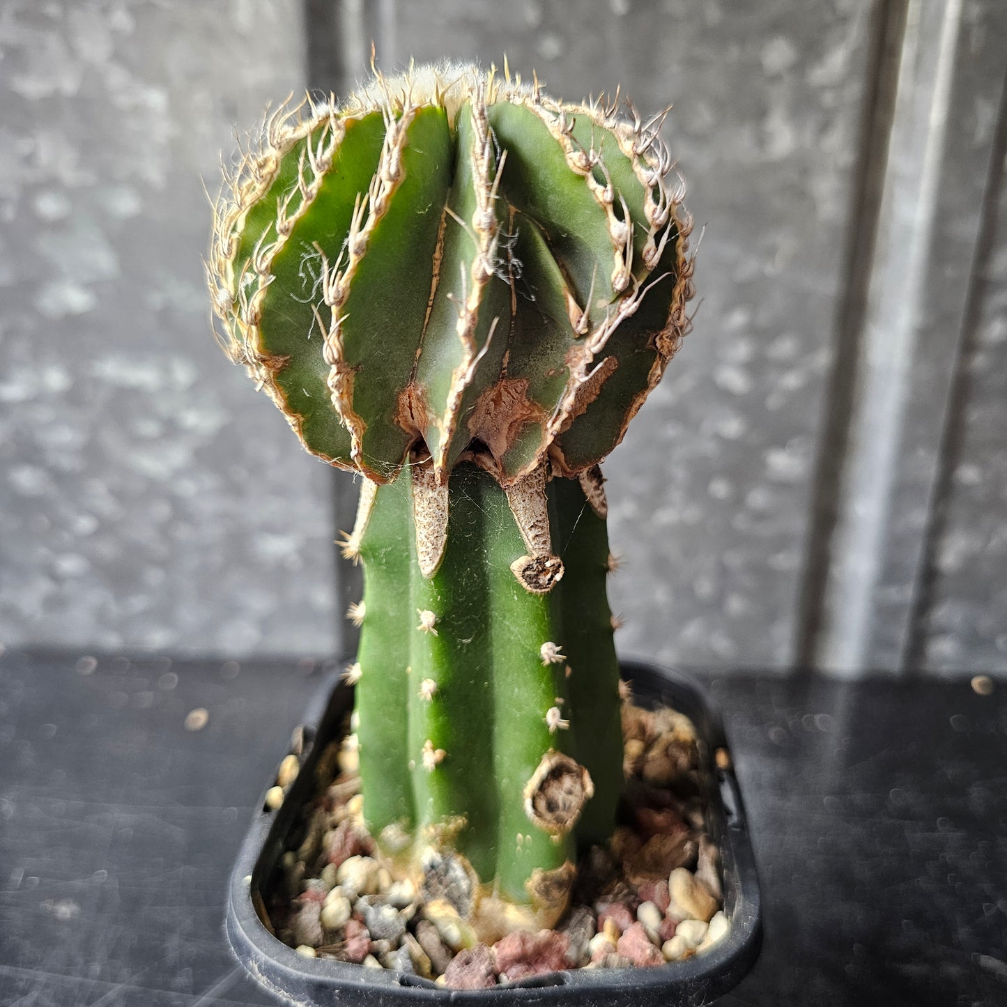 Geohintonia mexicana