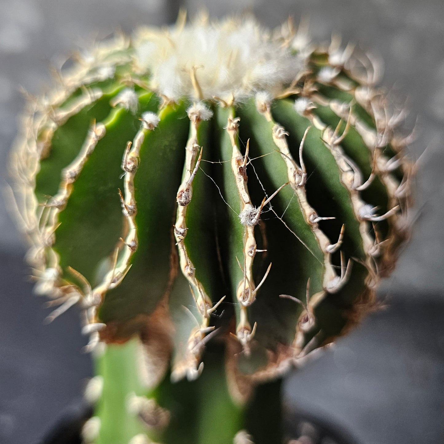 Geohintonia mexicana