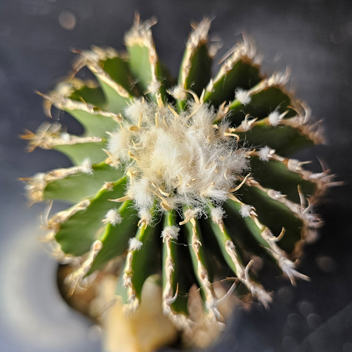 Geohintonia mexicana