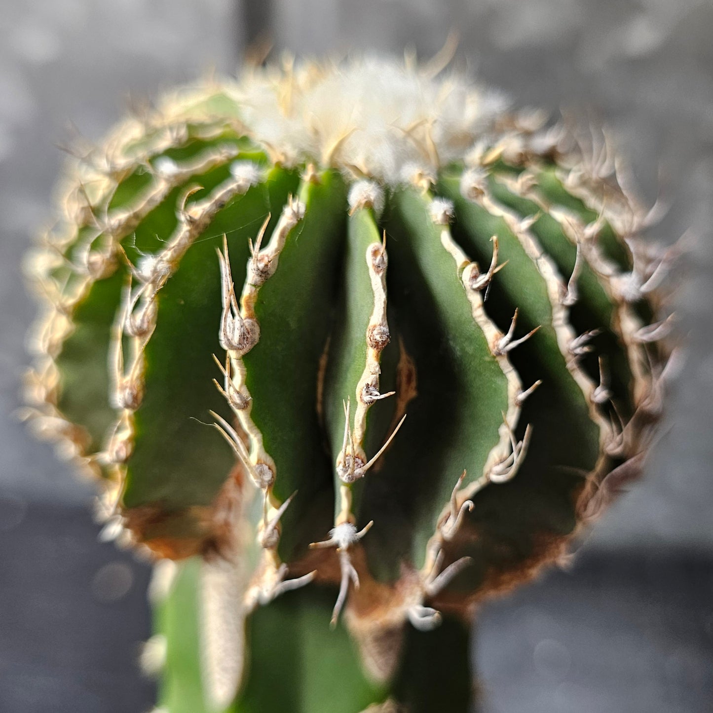 Geohintonia mexicana