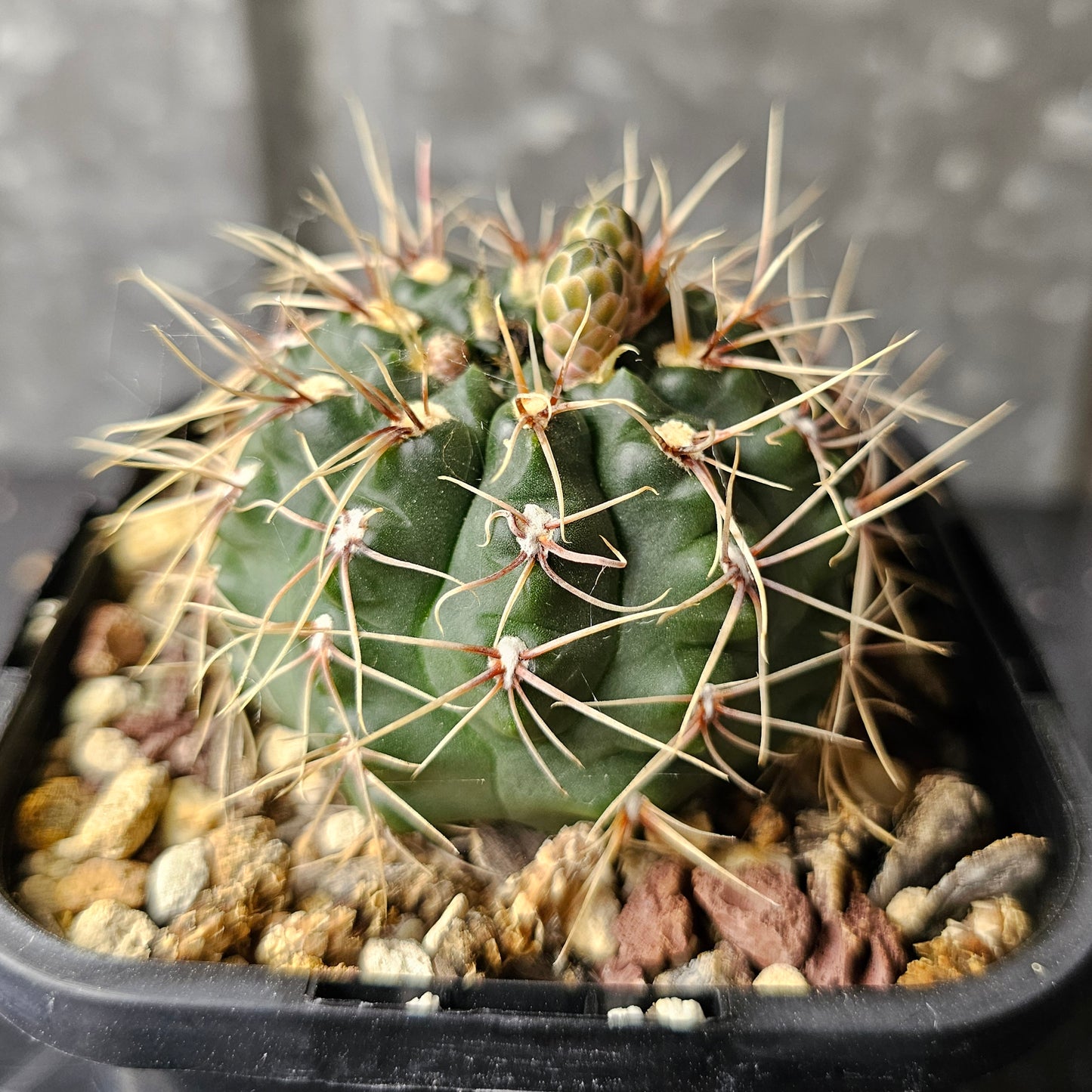 Gymnocalycium marianae