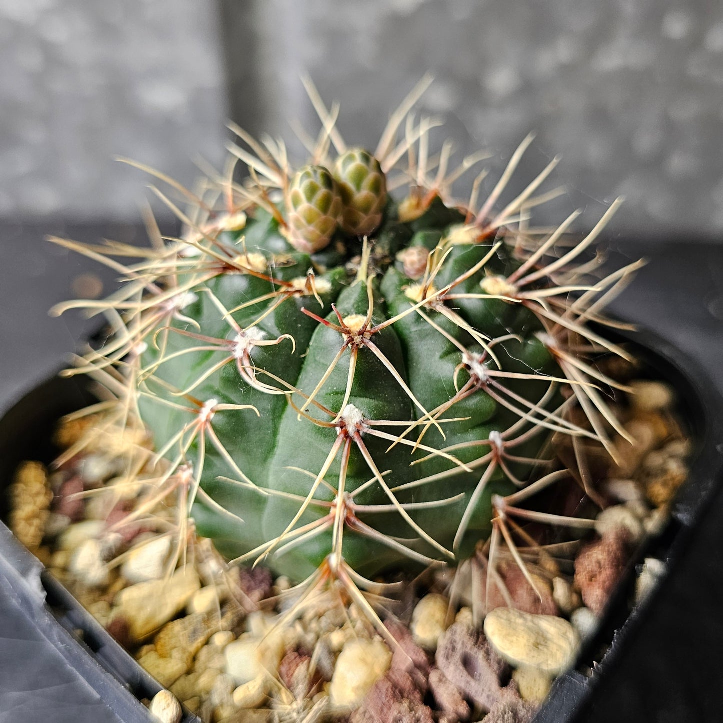 Gymnocalycium marianae