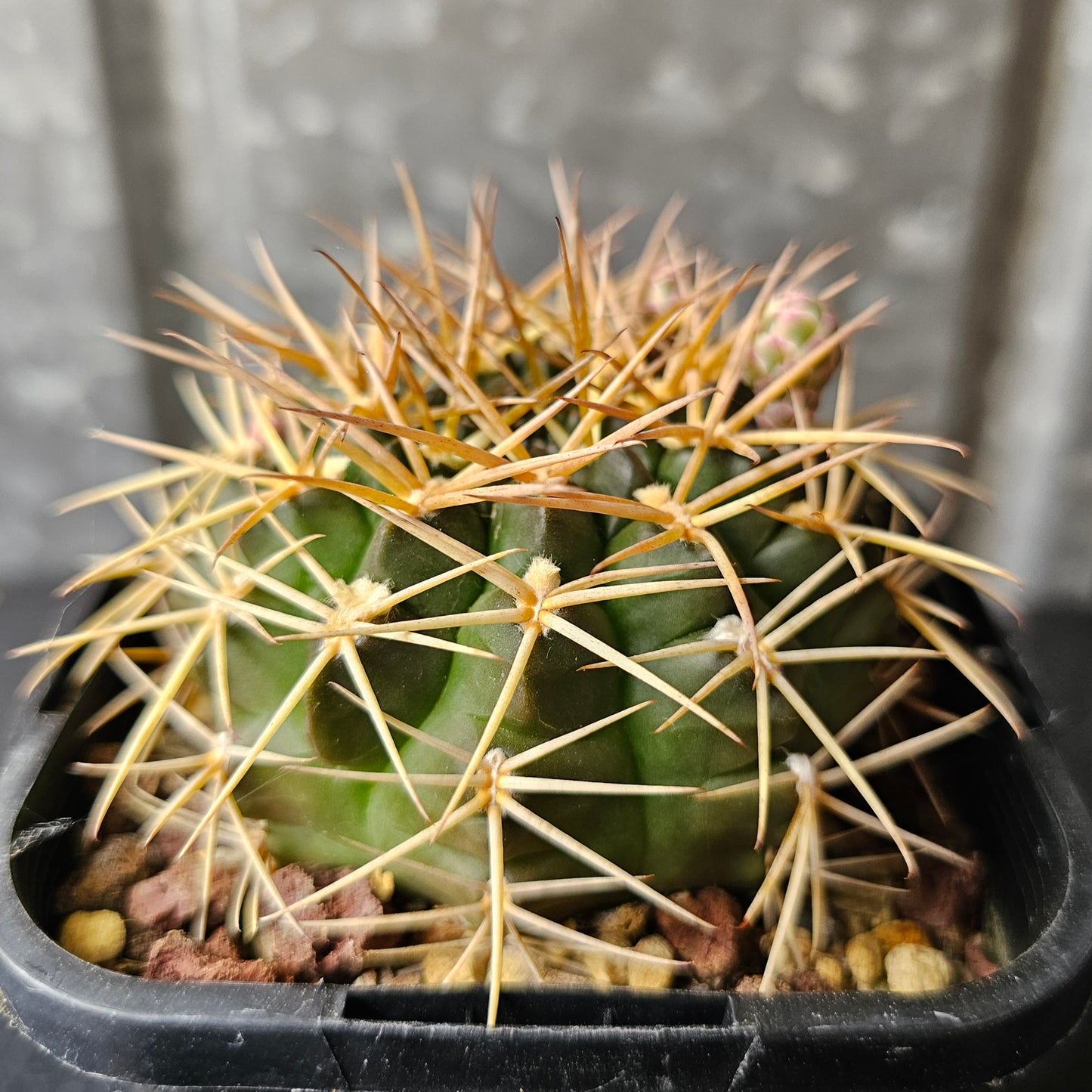 Gymnocalycium hamatum