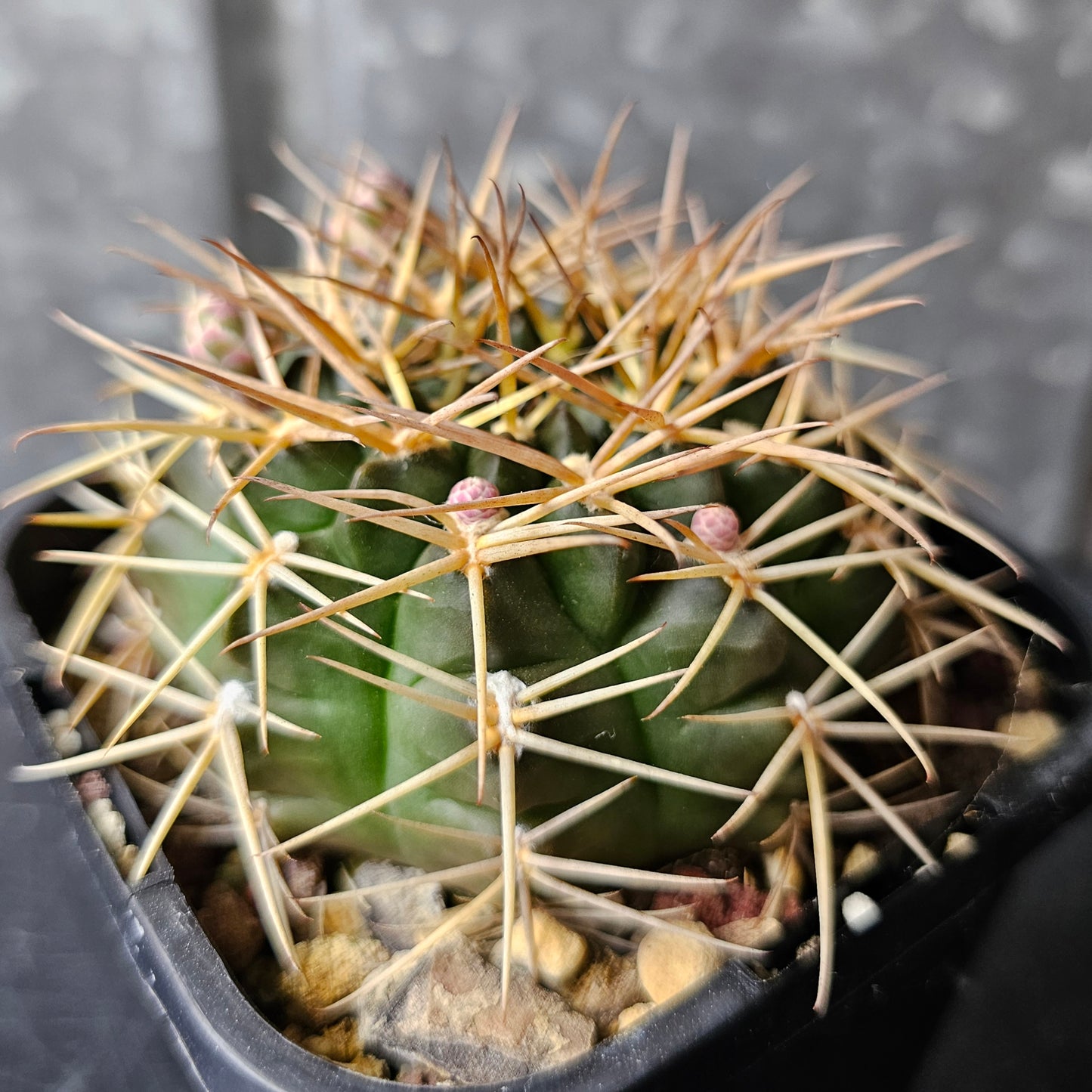 Gymnocalycium hamatum