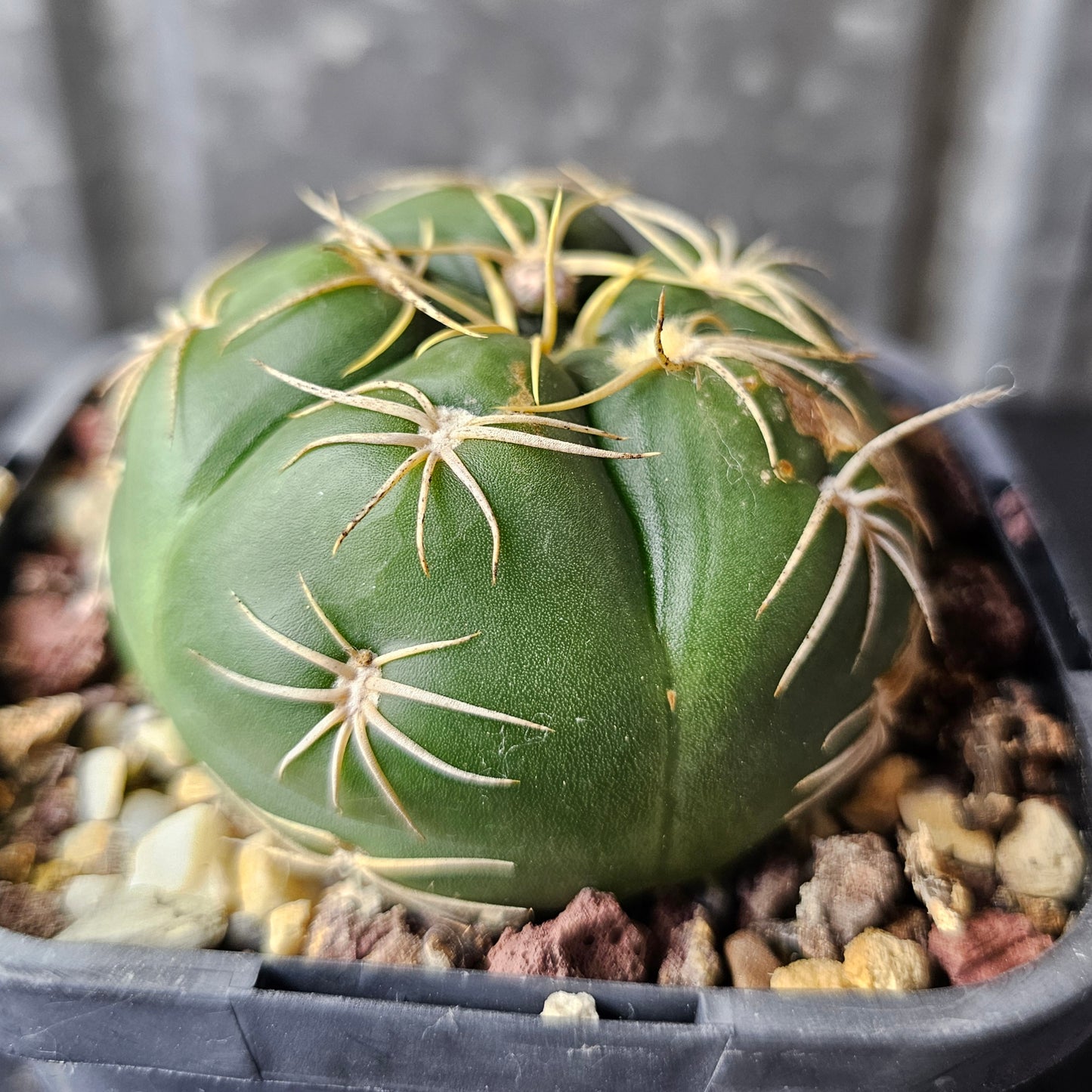 Gymnocalycium megalothelos