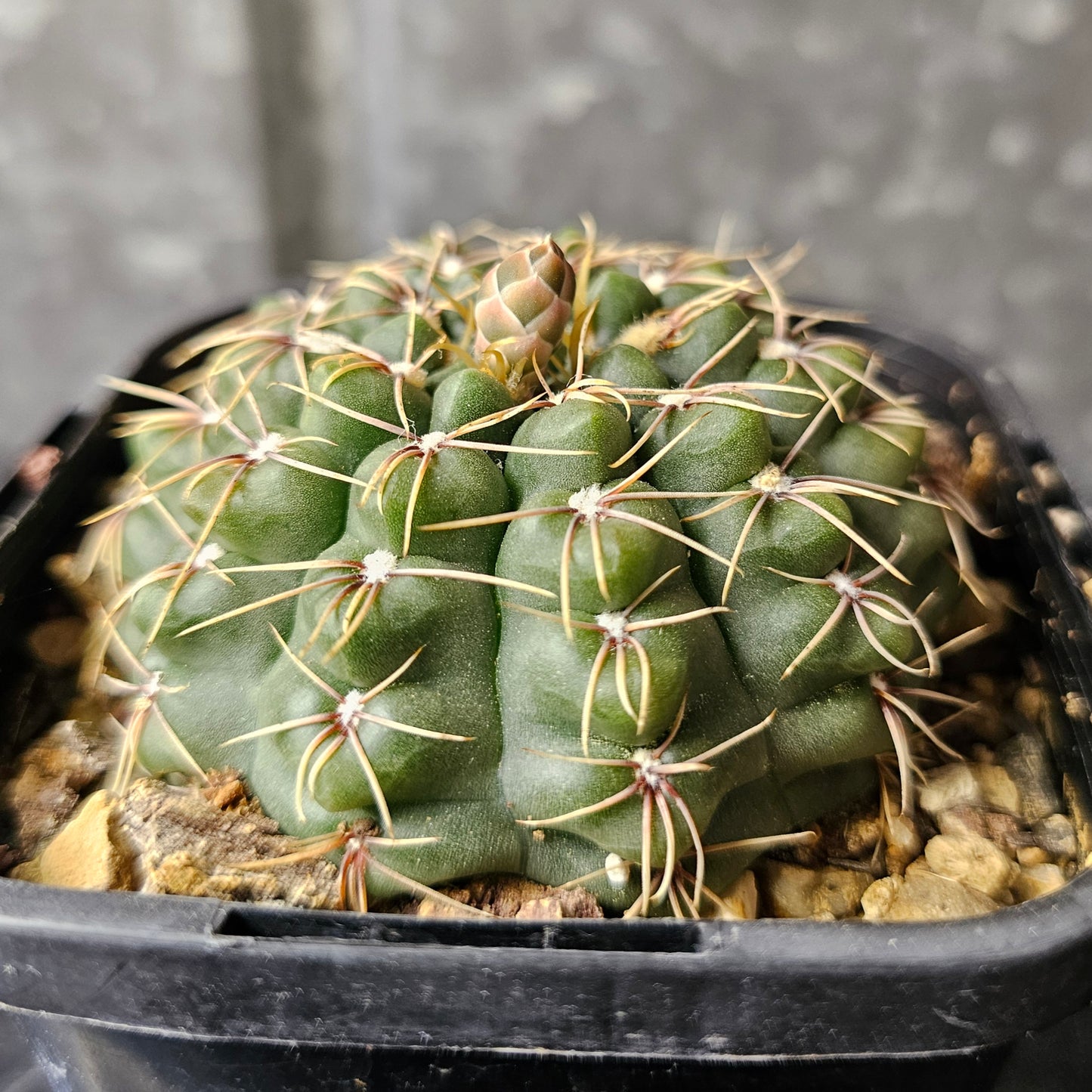 Gymnocalycium species 2078