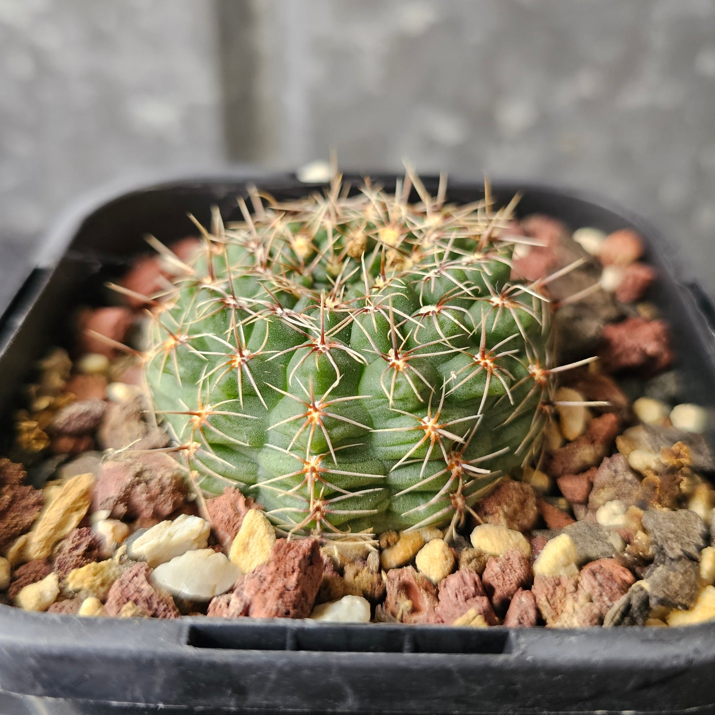 Gymnocalycium papschii
