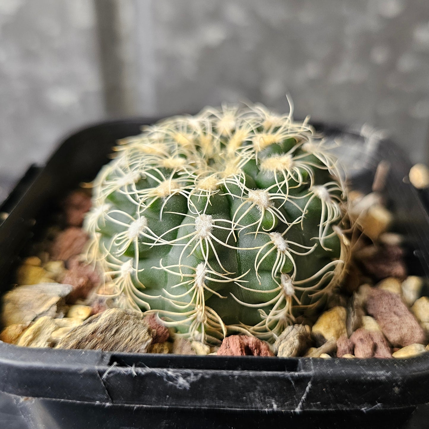 Gymnocalycium calochlora