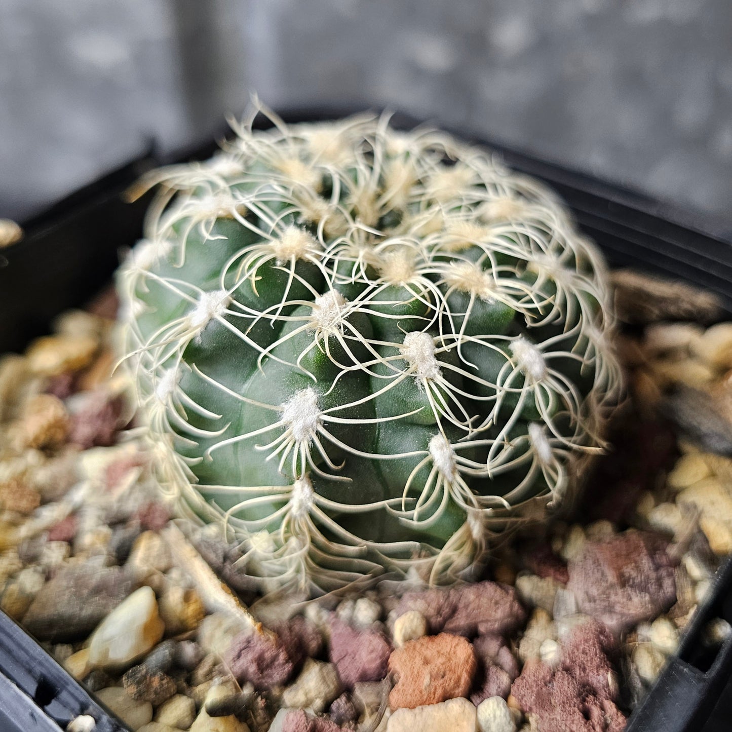 Gymnocalycium calochlora