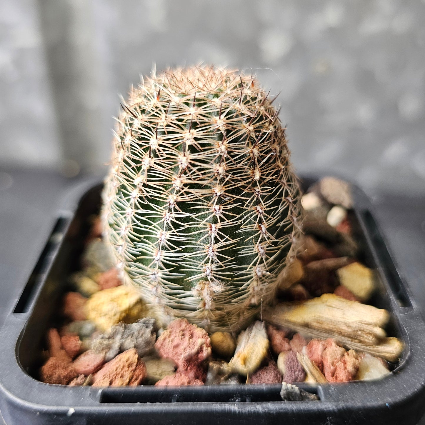Lobivia hybrid (WY6)