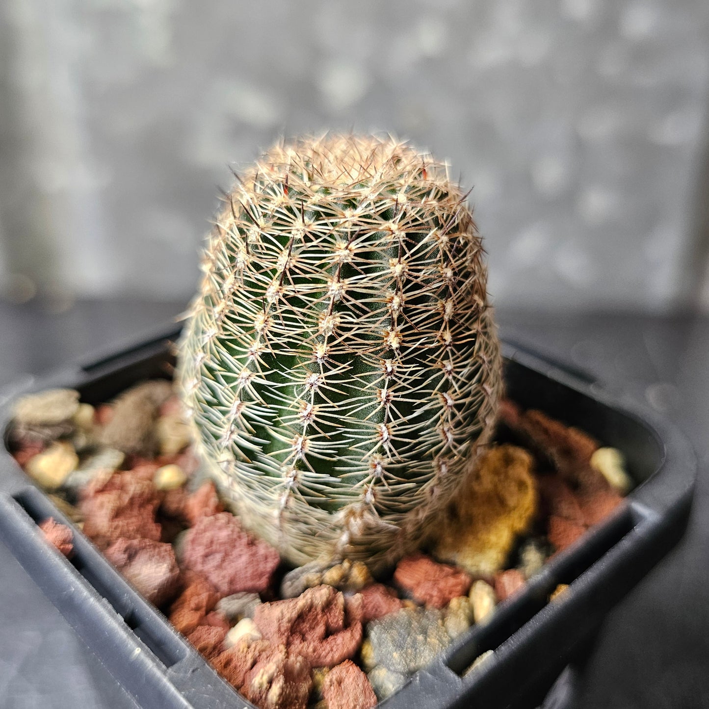 Lobivia hybrid (WY6)
