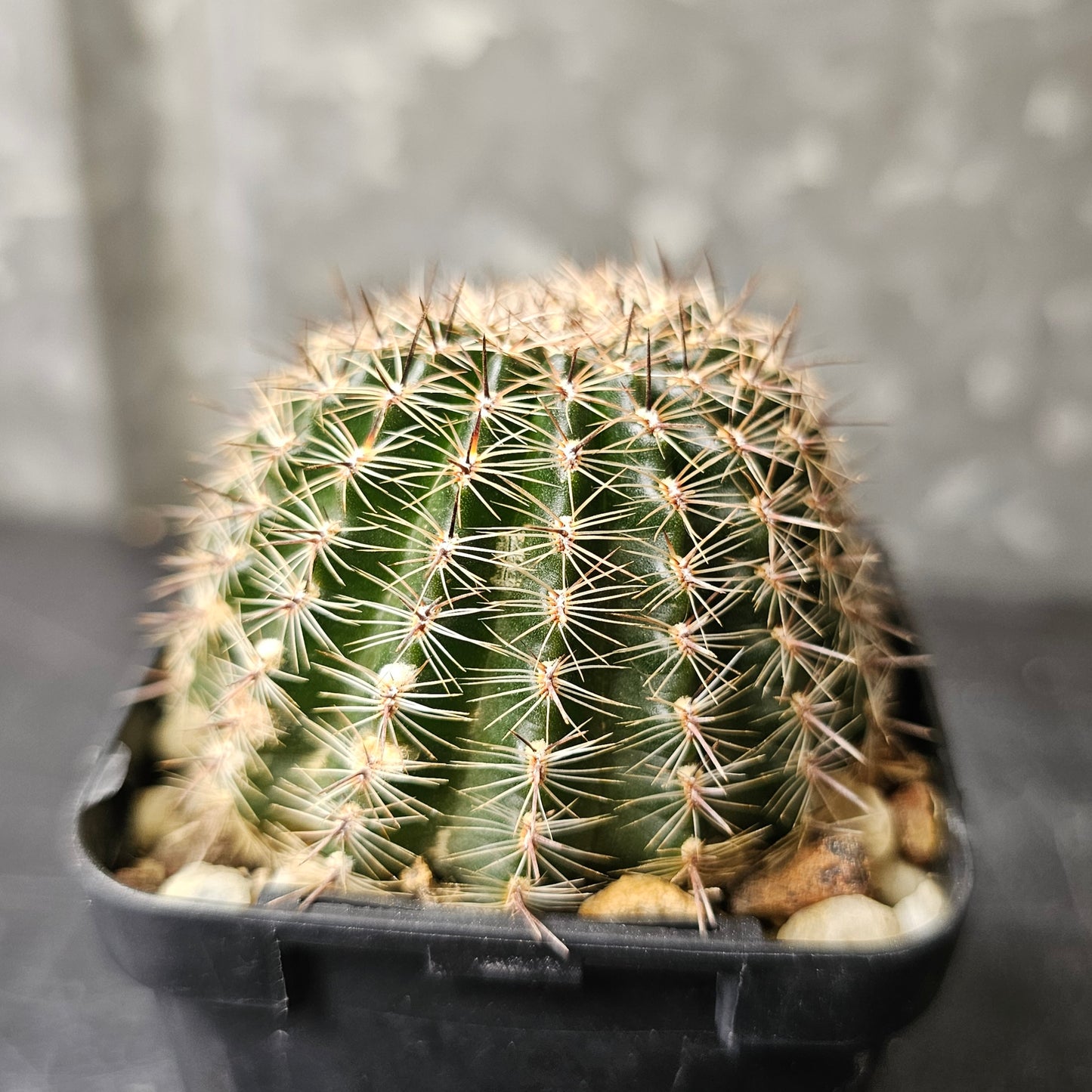 Lobivia hybrid (H24)