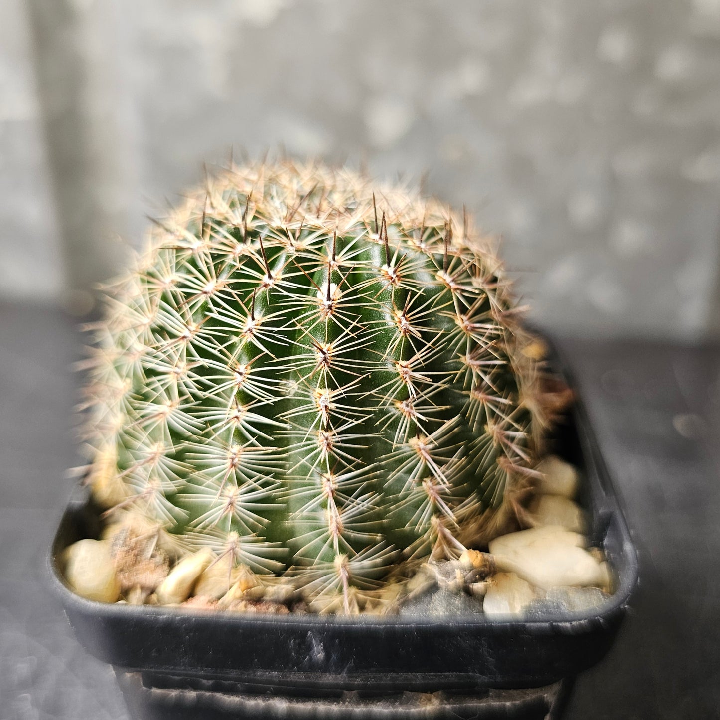 Lobivia hybrid (H24)