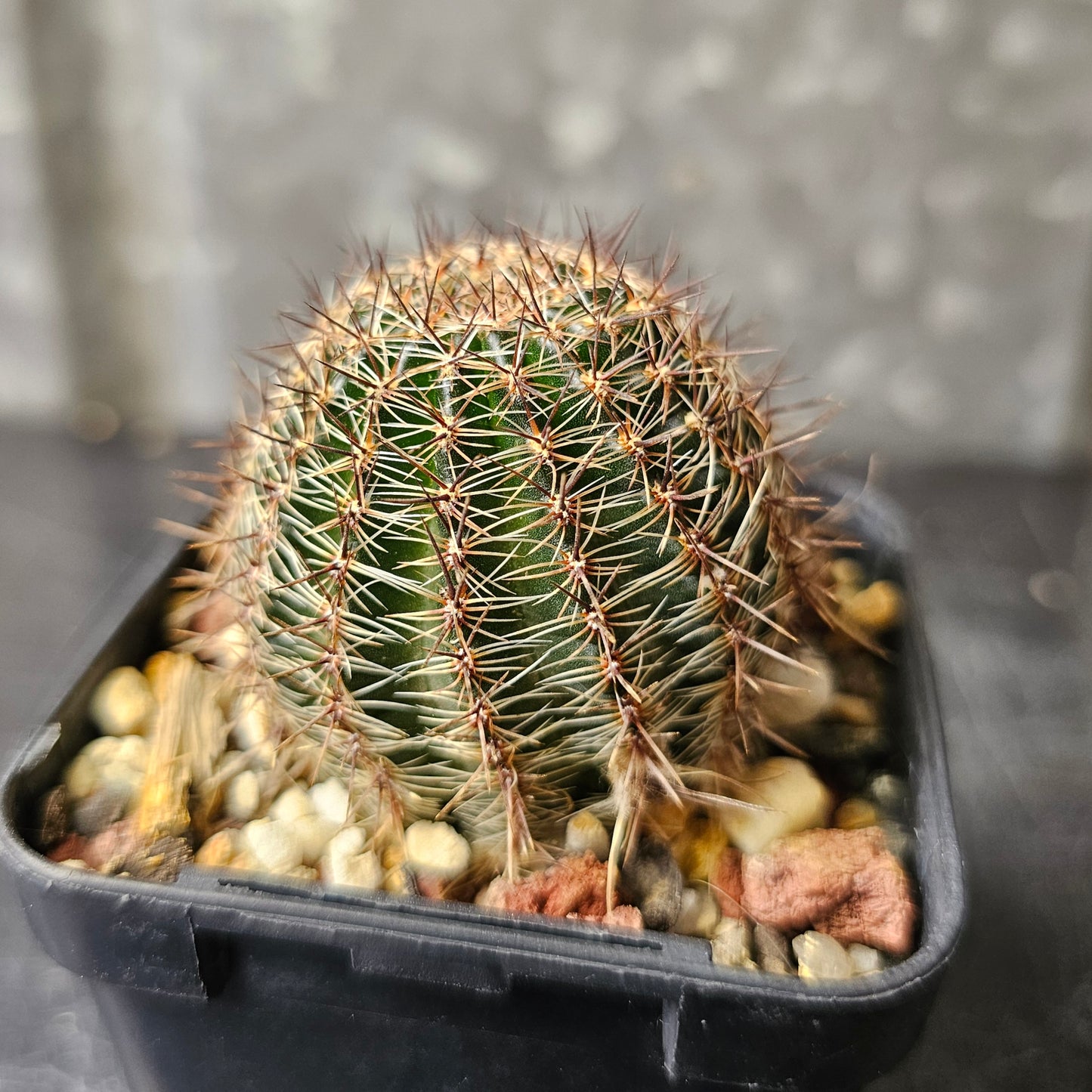 Lobivia hybrid (4Y1)