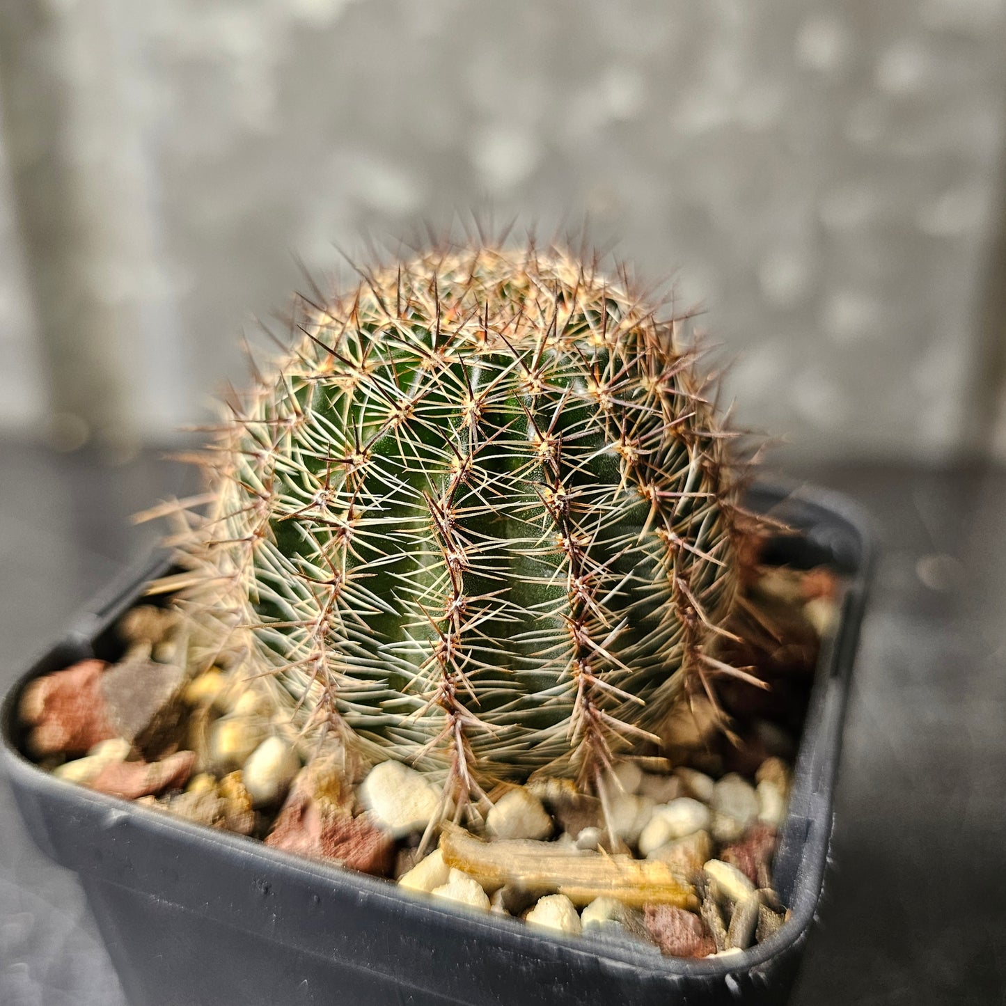 Lobivia hybrid (4Y1)