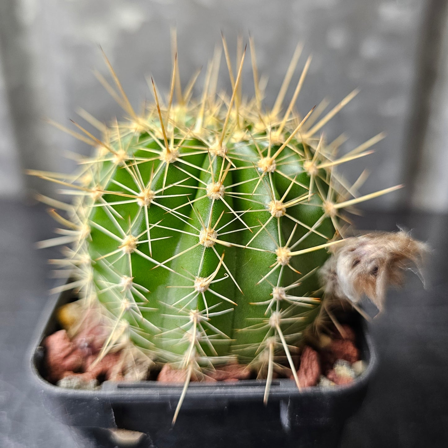 Echinopsis hybrid AN selection (20.232.1)