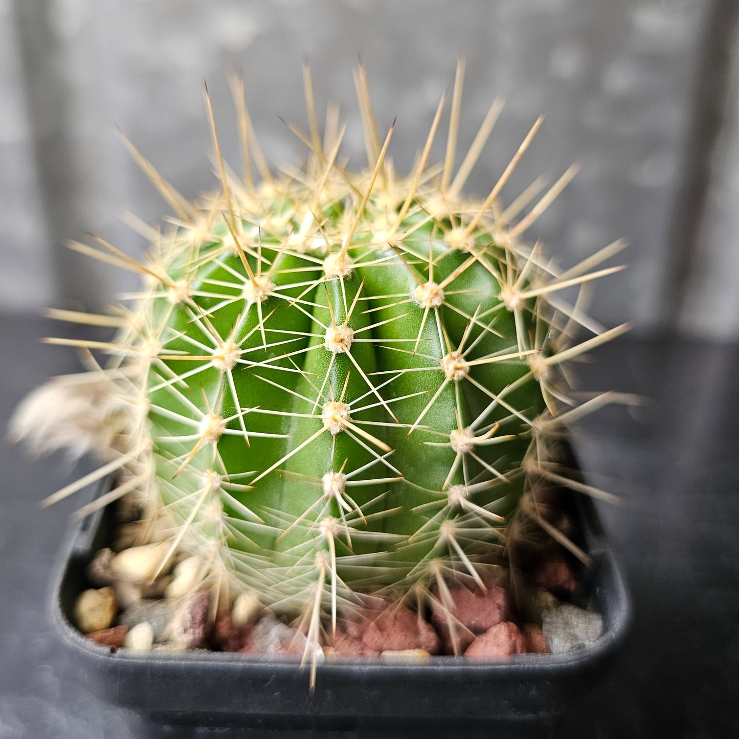 Echinopsis hybrid AN selection (20.232.1)