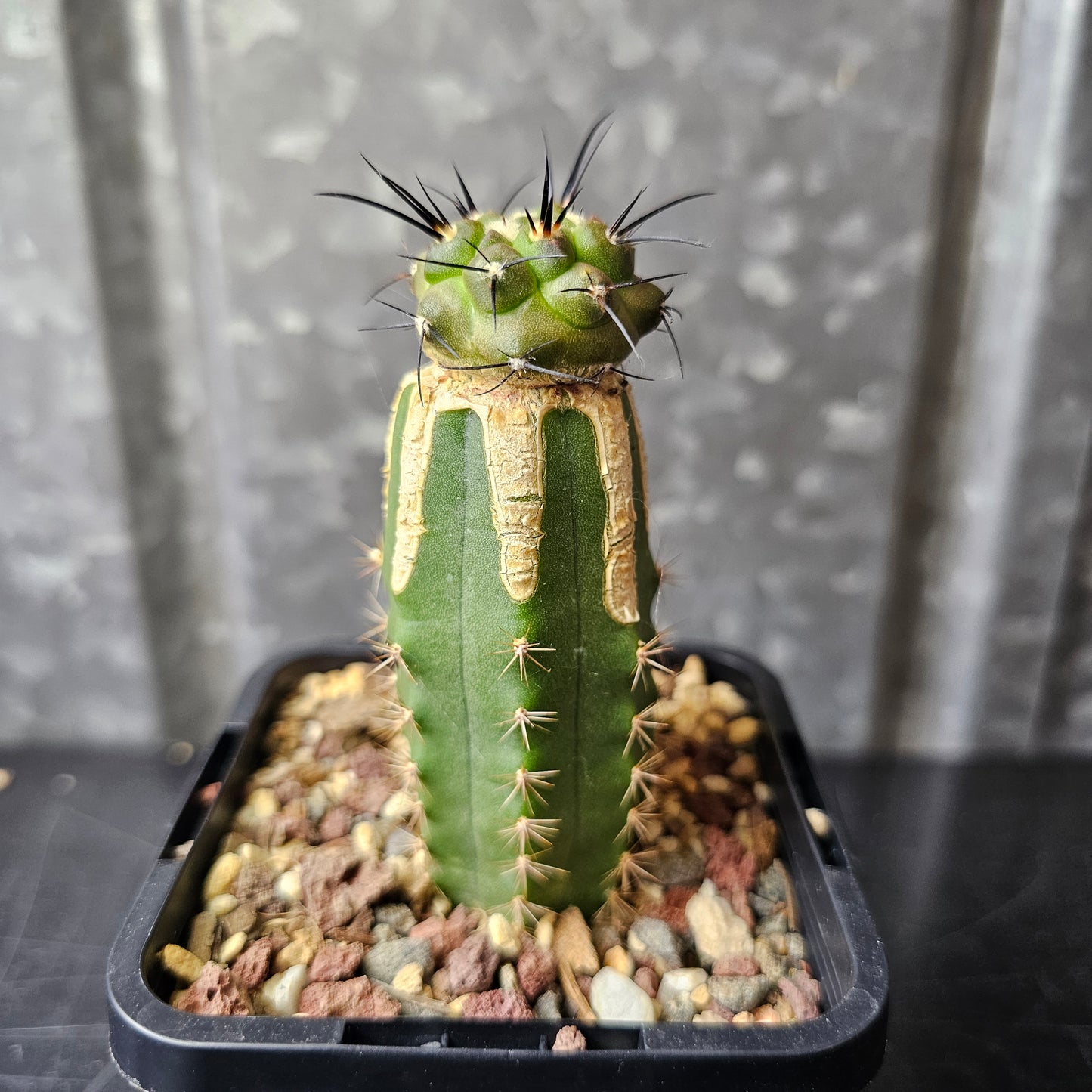 Copiapoa dealbata (graft)