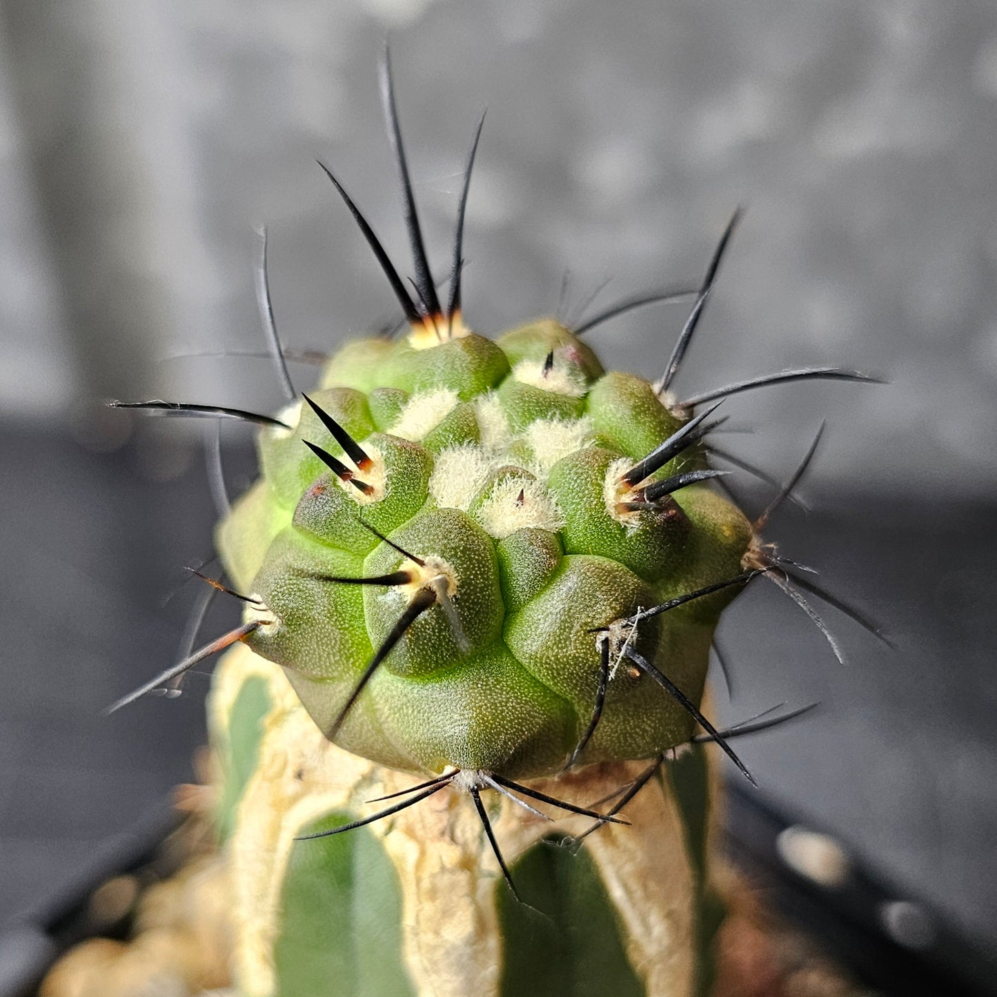 Copiapoa dealbata (graft)
