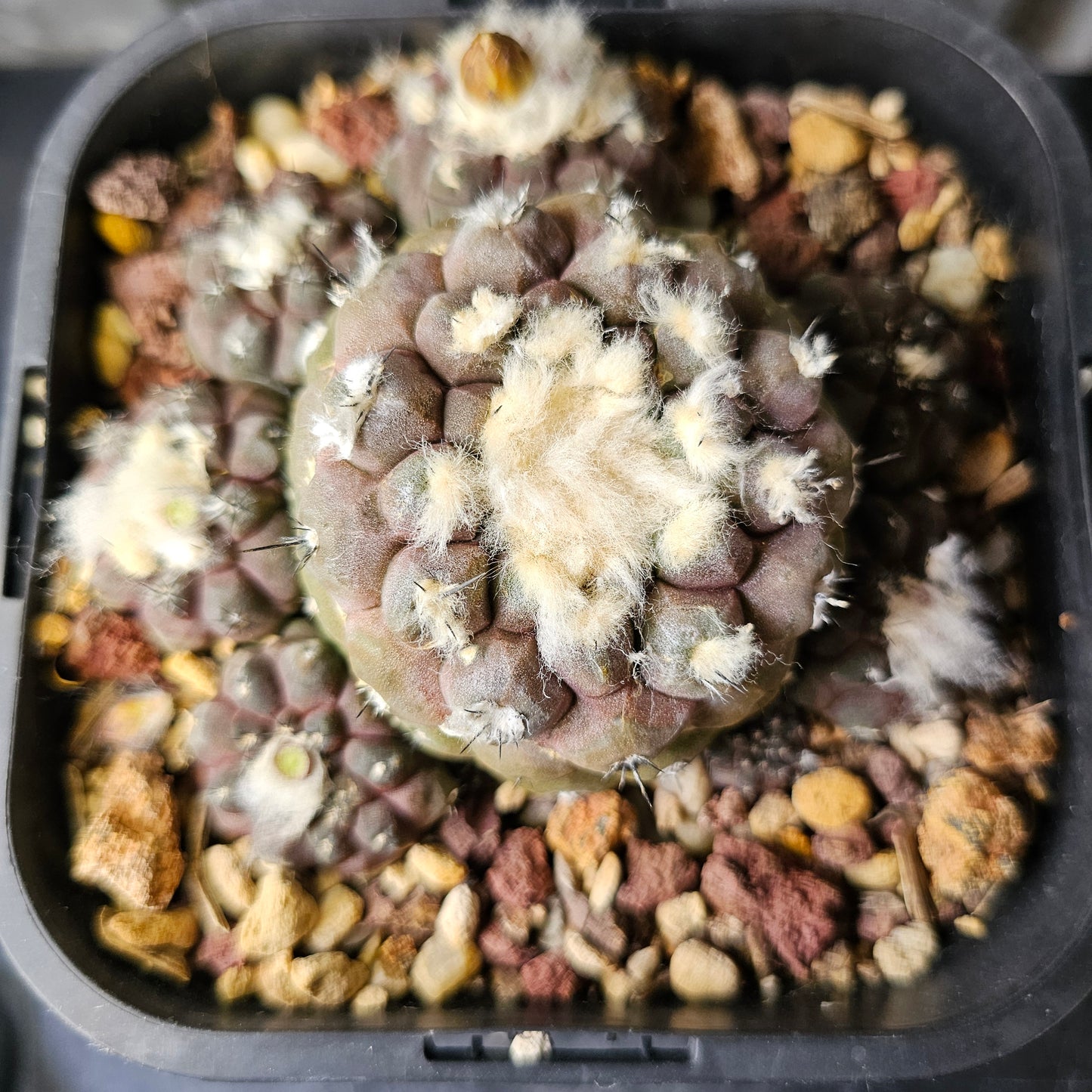 Copiapoa hypogaea (relic grade)