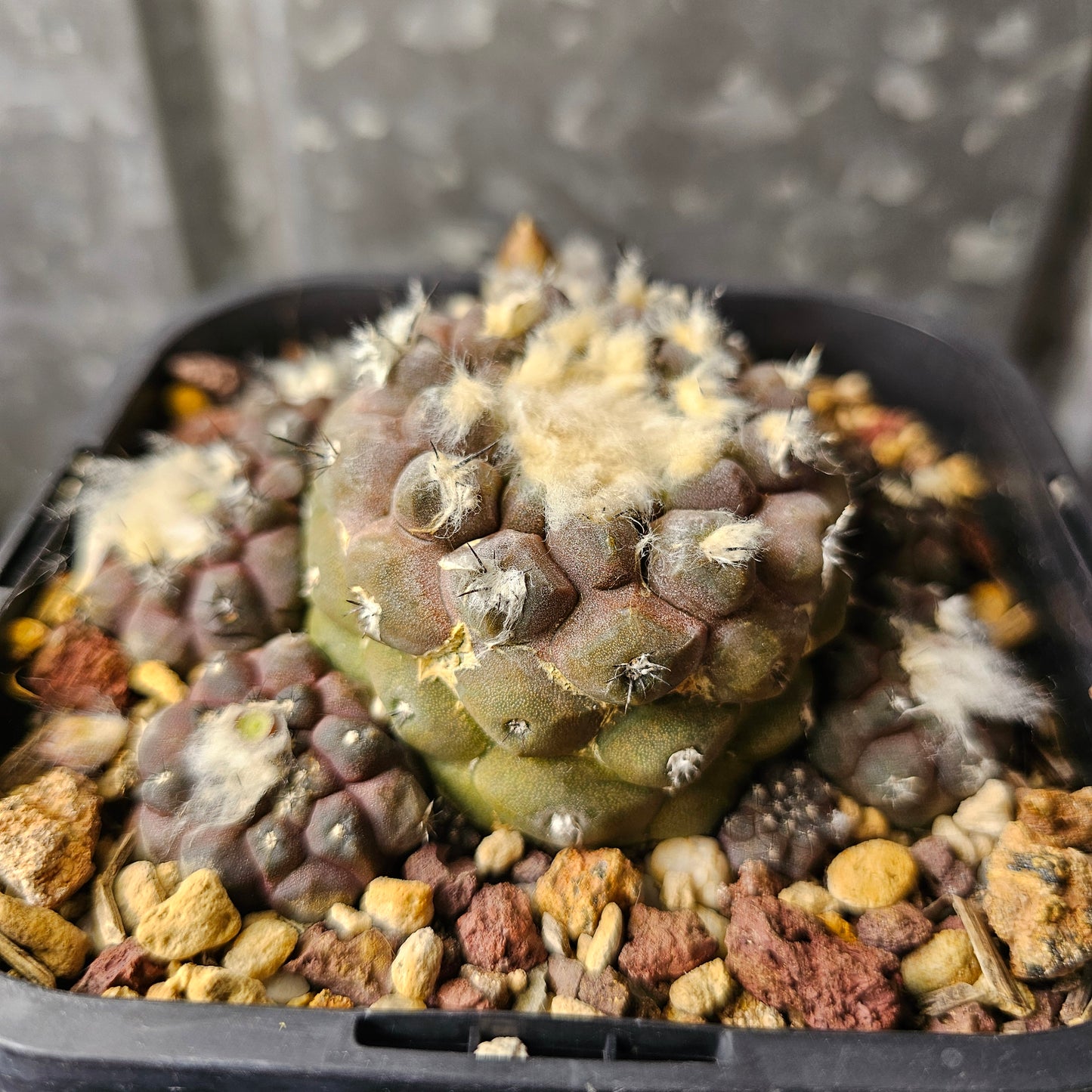 Copiapoa hypogaea (relic grade)