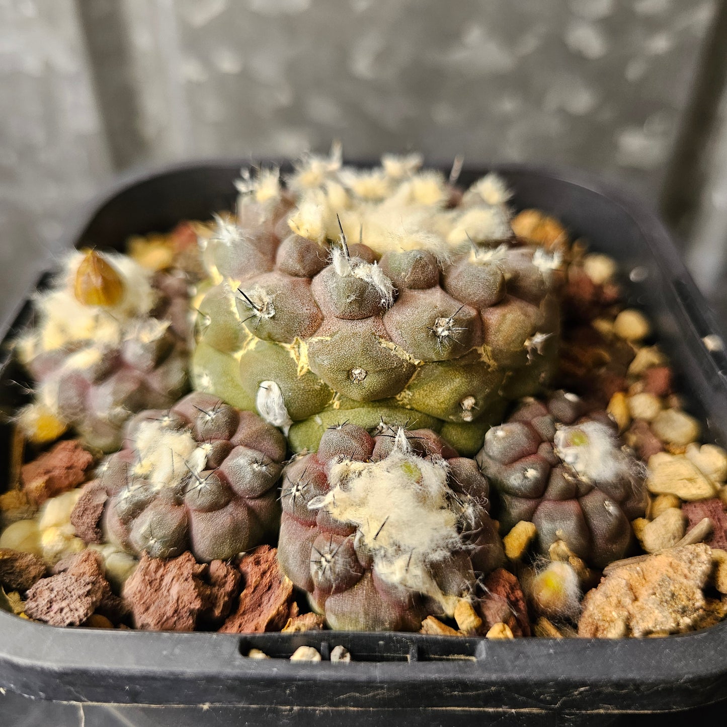 Copiapoa hypogaea (relic grade)