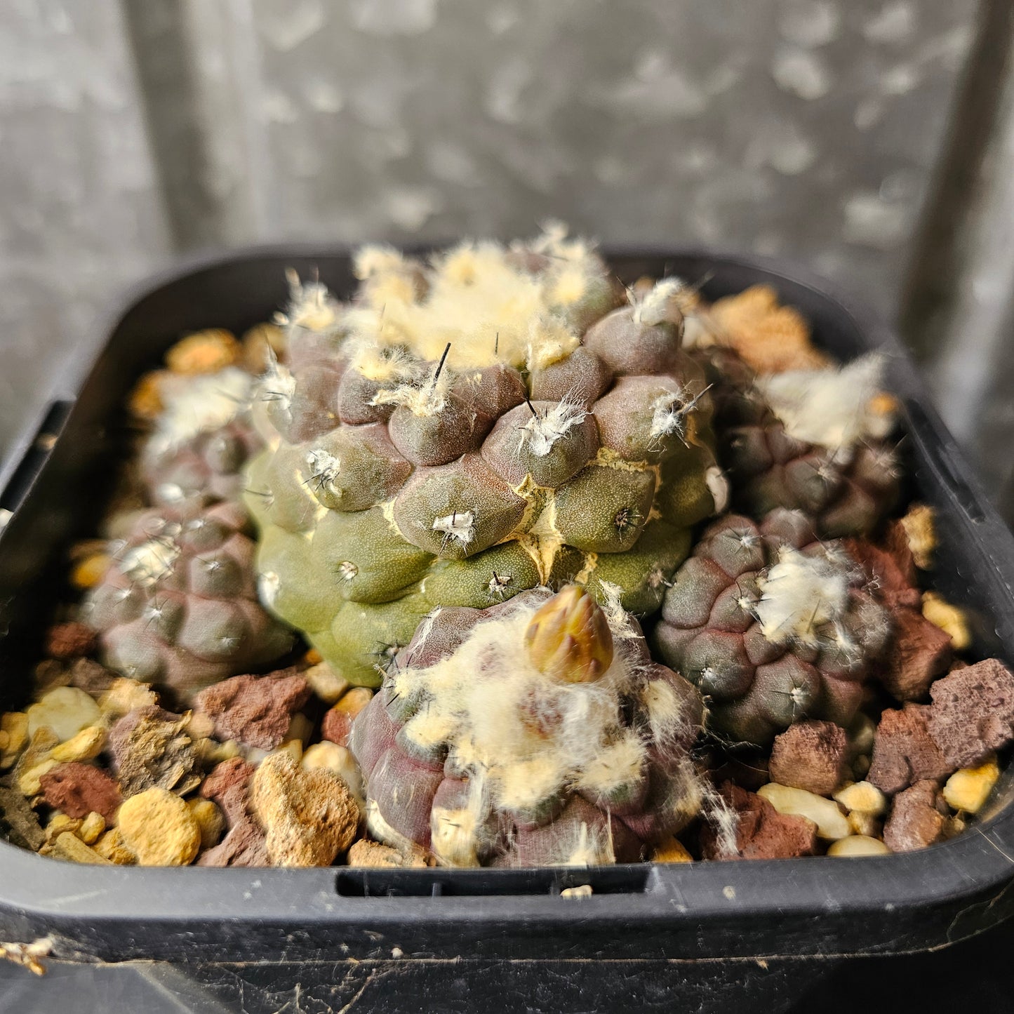 Copiapoa hypogaea (relic grade)