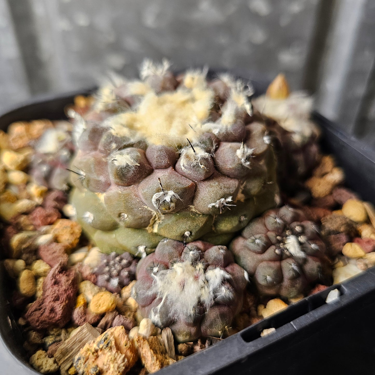 Copiapoa hypogaea (relic grade)