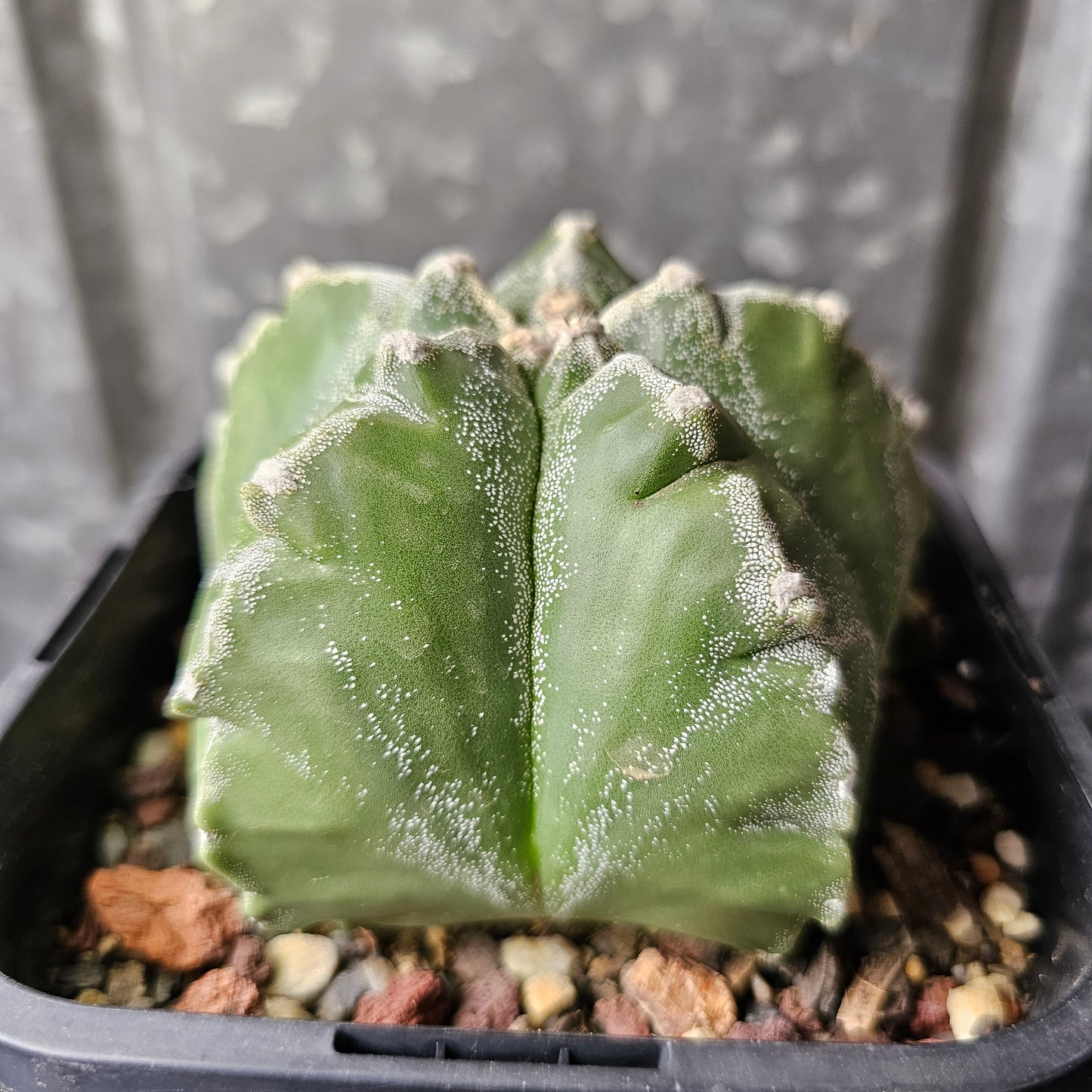 Astrophytum myriostigma cv. Kikko (speckled)