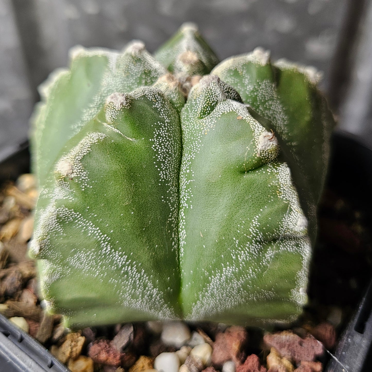 Astrophytum myriostigma cv. Kikko (speckled)