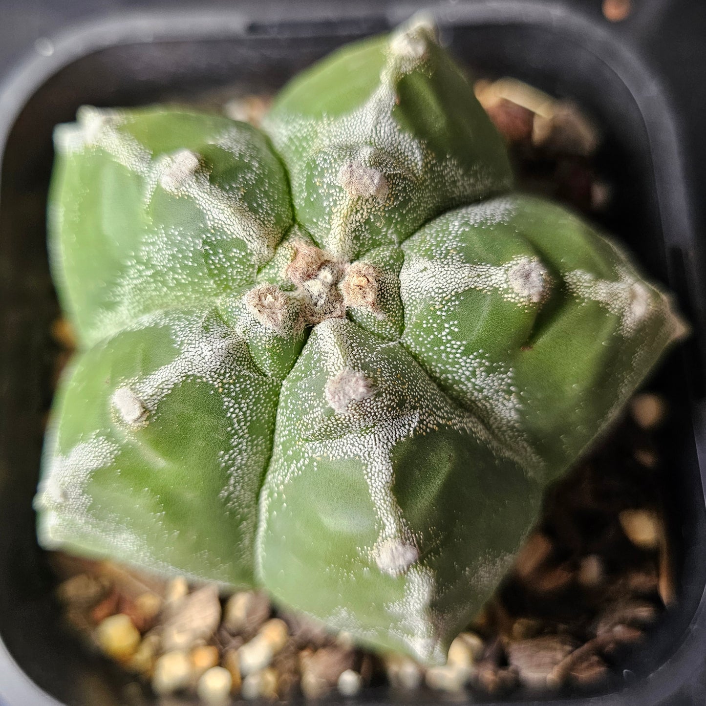 Astrophytum myriostigma cv. Kikko (speckled)