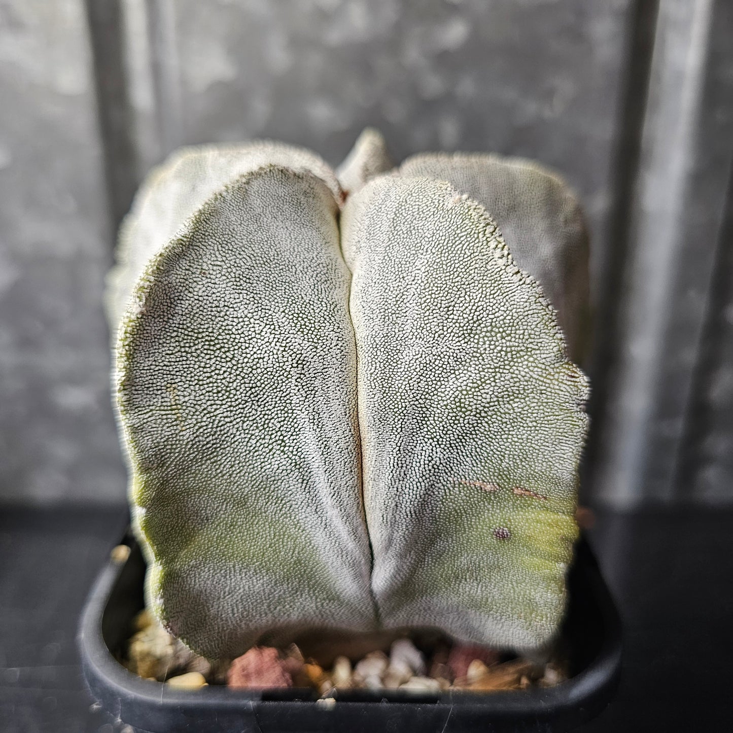Astrophytum myriostigma (Thai hybrid)