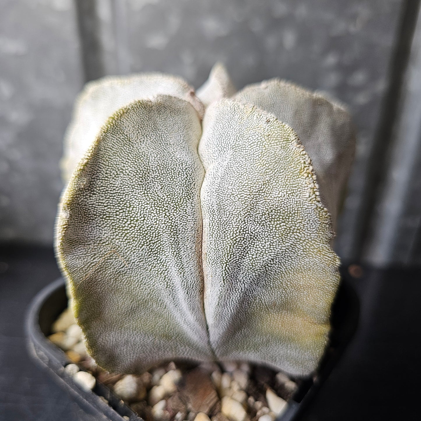 Astrophytum myriostigma (Thai hybrid)