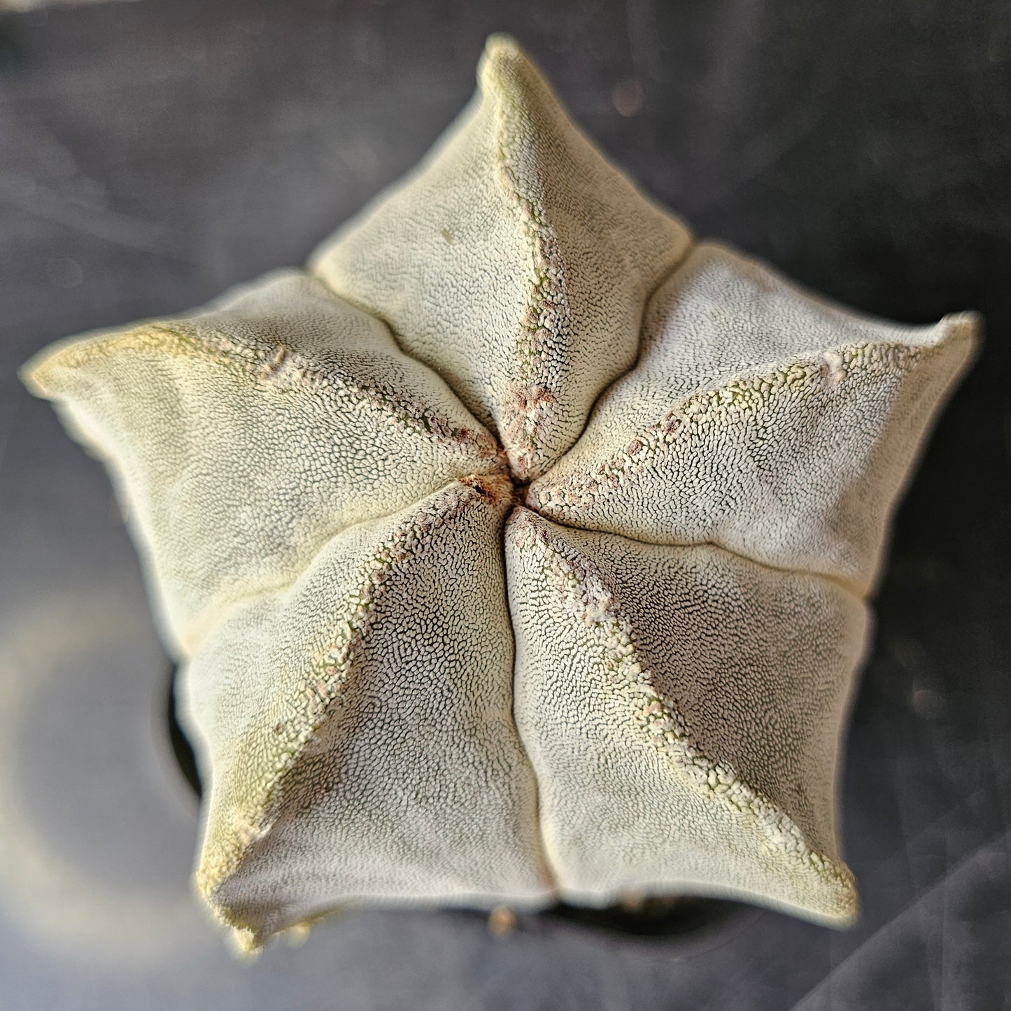 Astrophytum myriostigma (Thai hybrid)