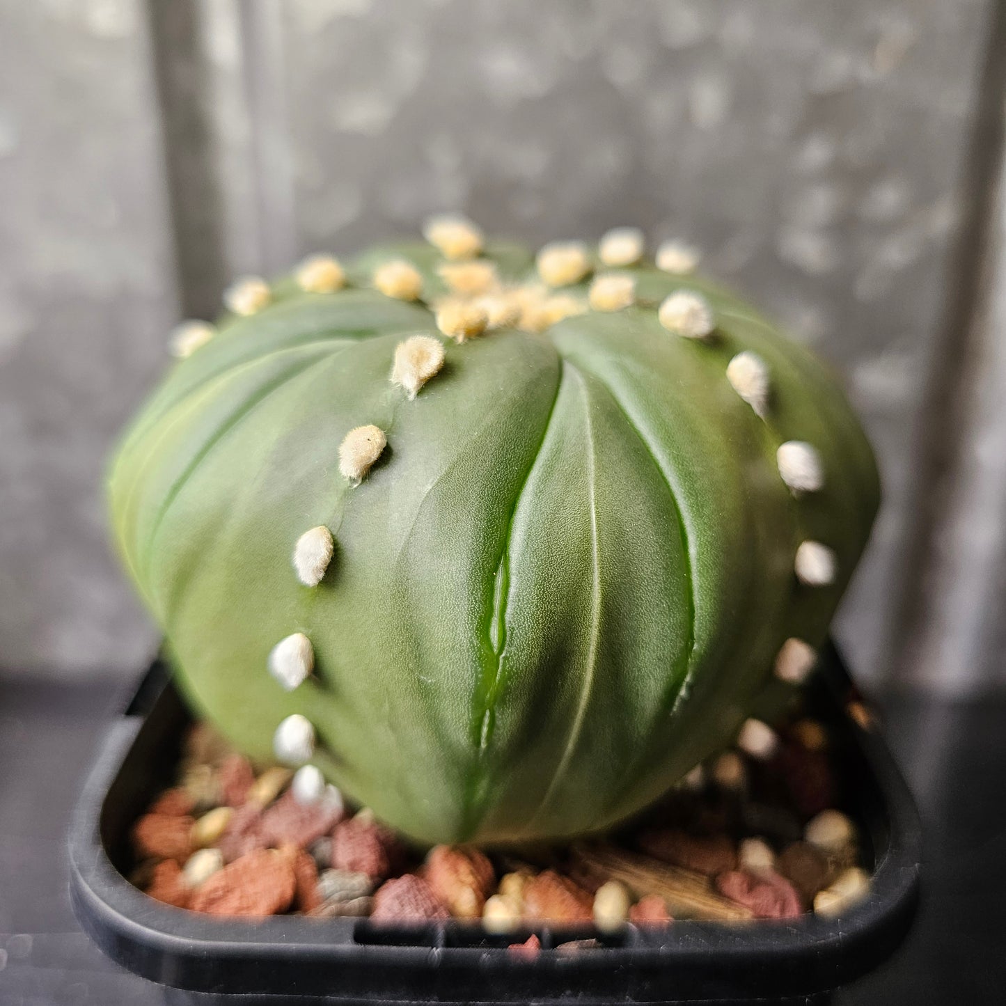 Astrophytum asterias cv. Fukuryu