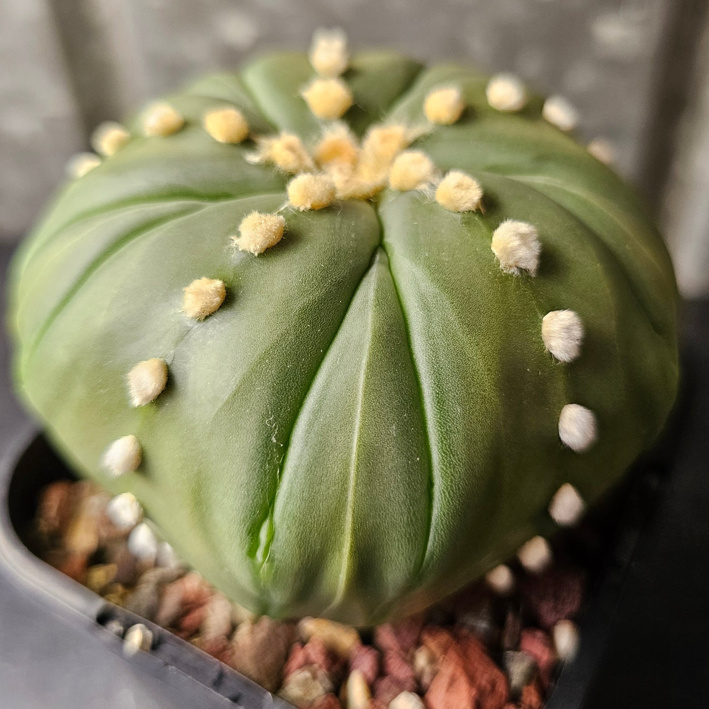 Astrophytum asterias cv. Fukuryu