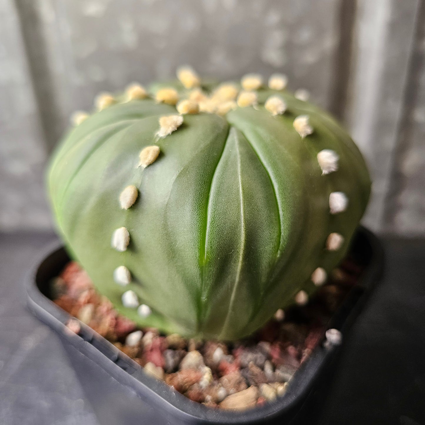 Astrophytum asterias cv. Fukuryu