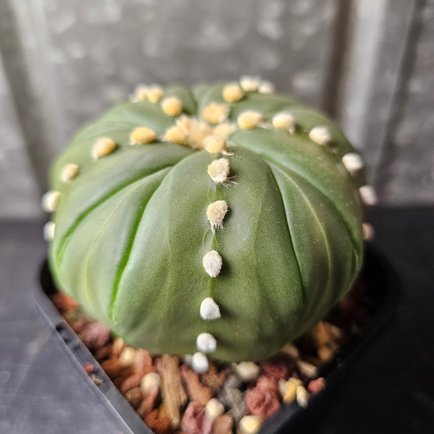 Astrophytum asterias cv. Fukuryu