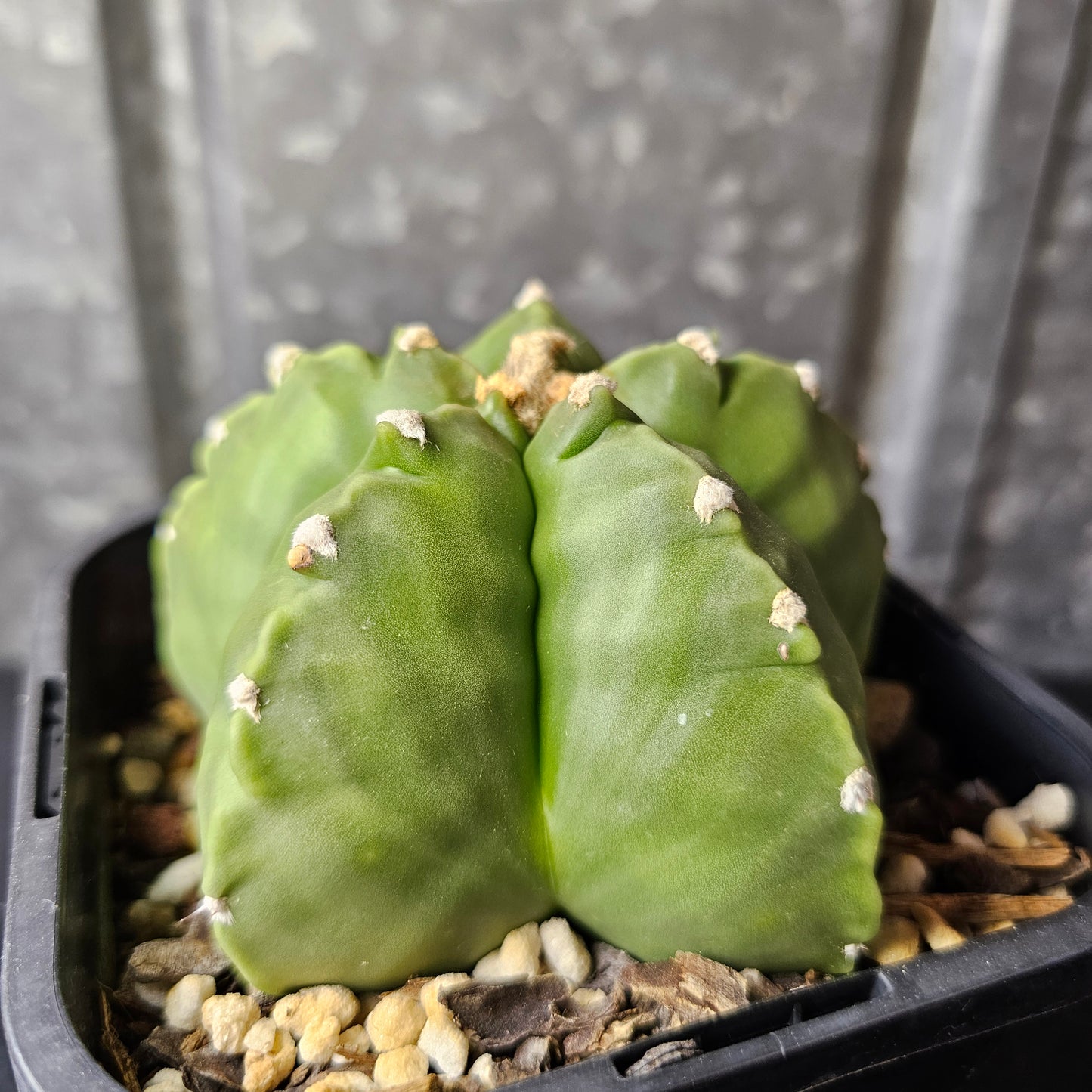 Astrophytum myriostigma cv. Kikko (chunky)