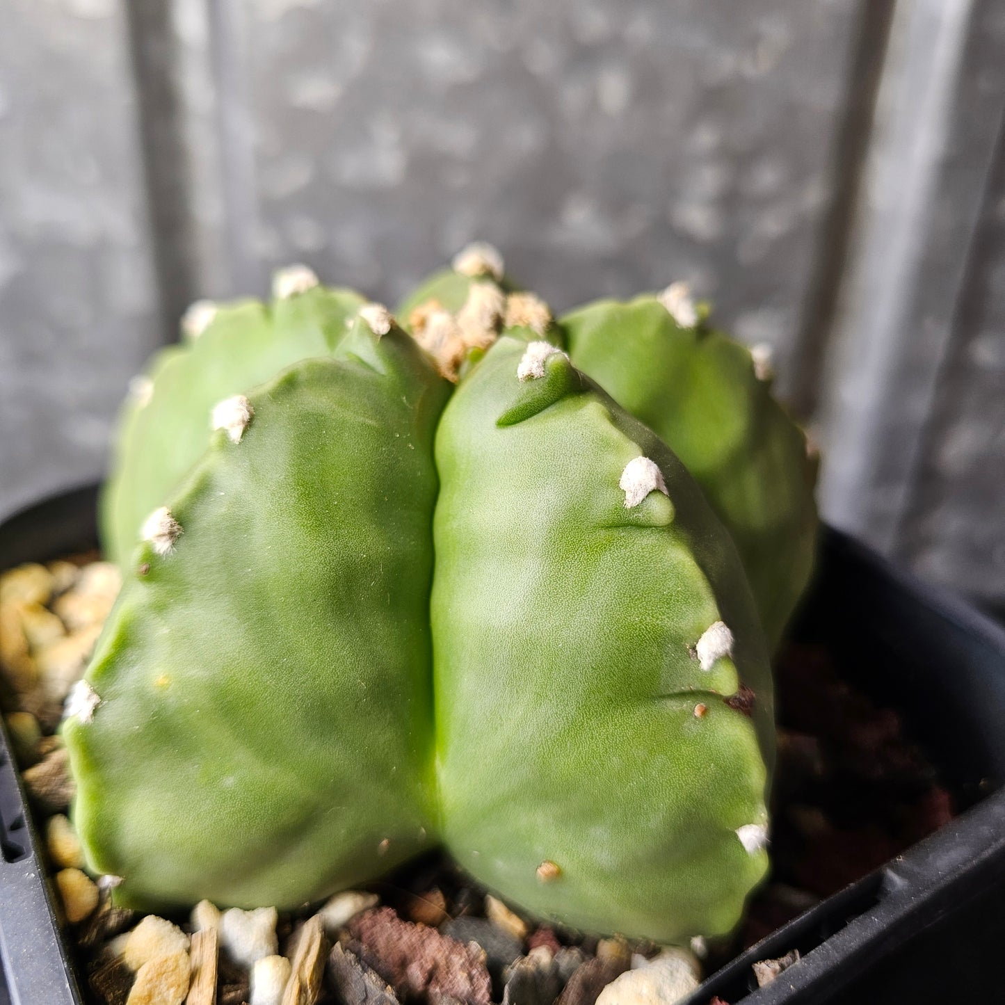 Astrophytum myriostigma cv. Kikko (chunky)
