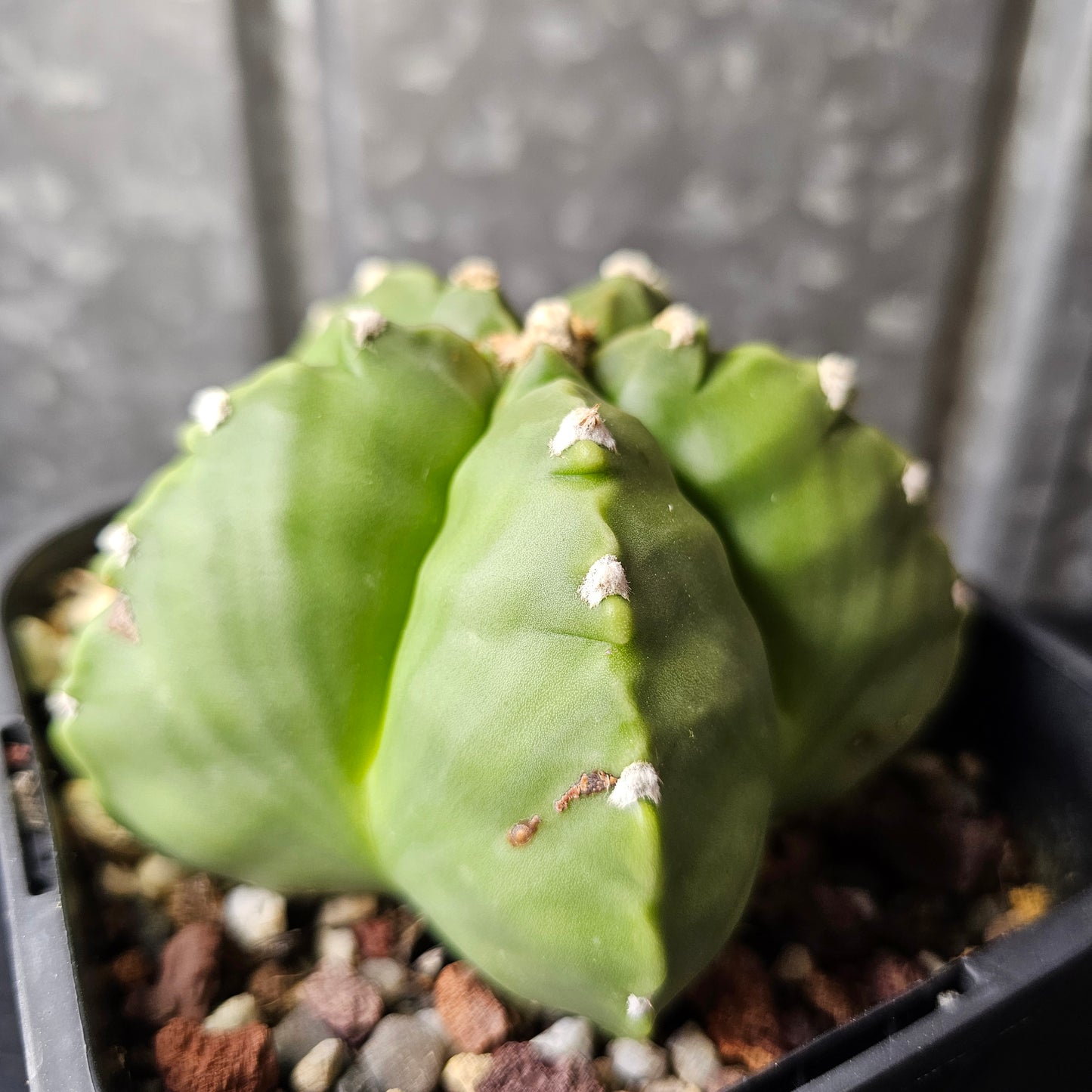 Astrophytum myriostigma cv. Kikko (chunky)