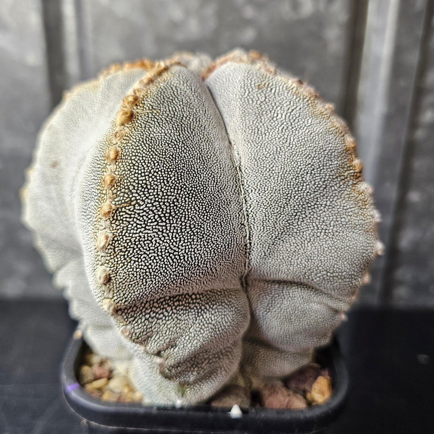 Astrophytum myriostigma cv. Onzuka