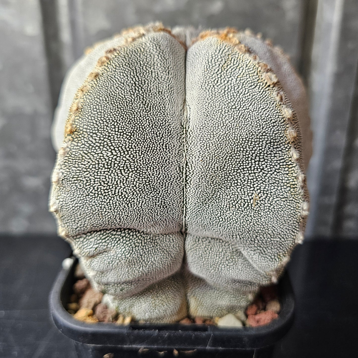 Astrophytum myriostigma cv. Onzuka