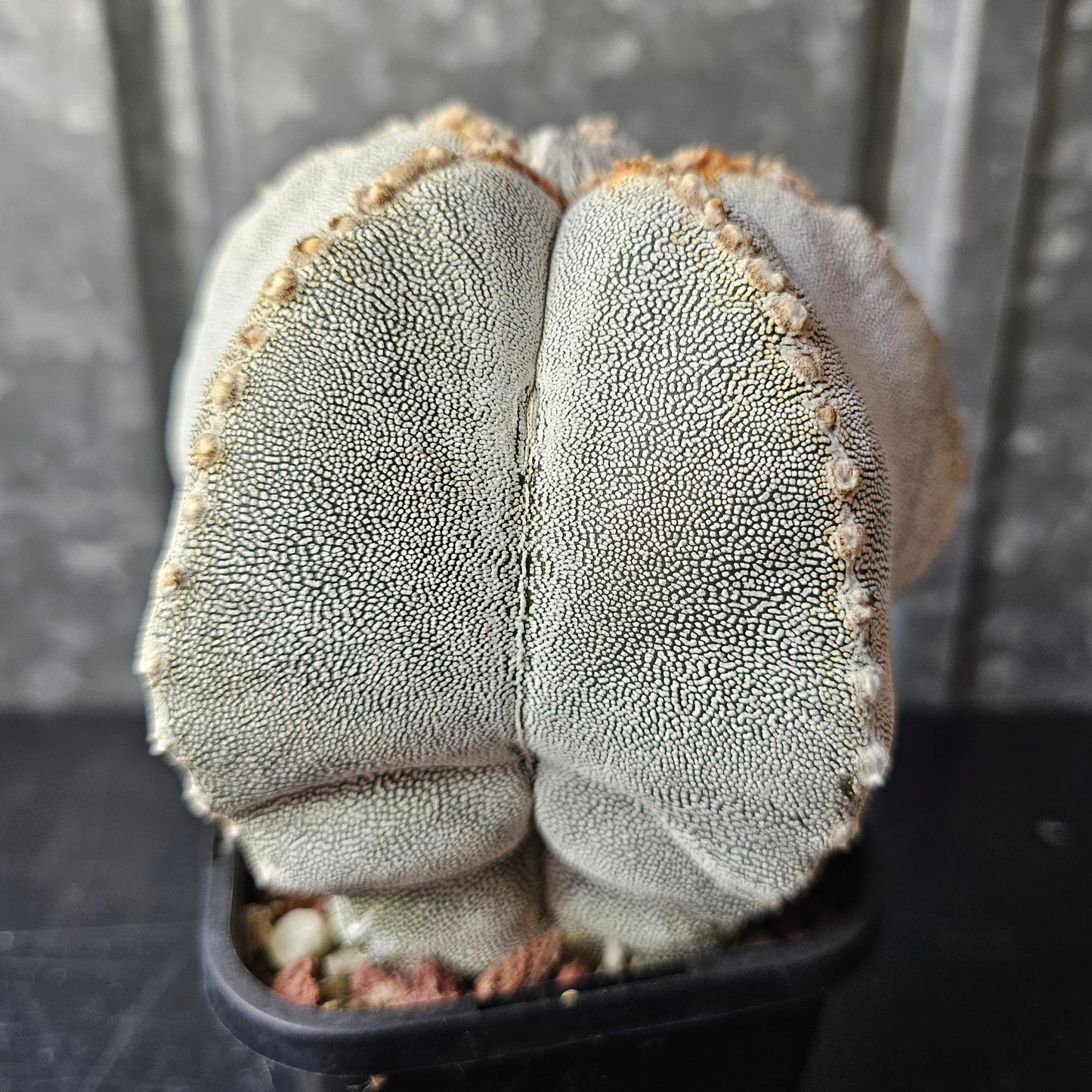 Astrophytum myriostigma cv. Onzuka