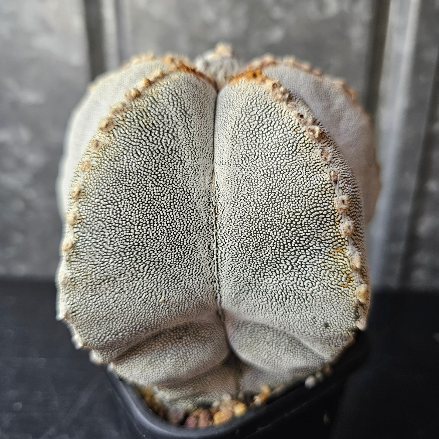 Astrophytum myriostigma cv. Onzuka