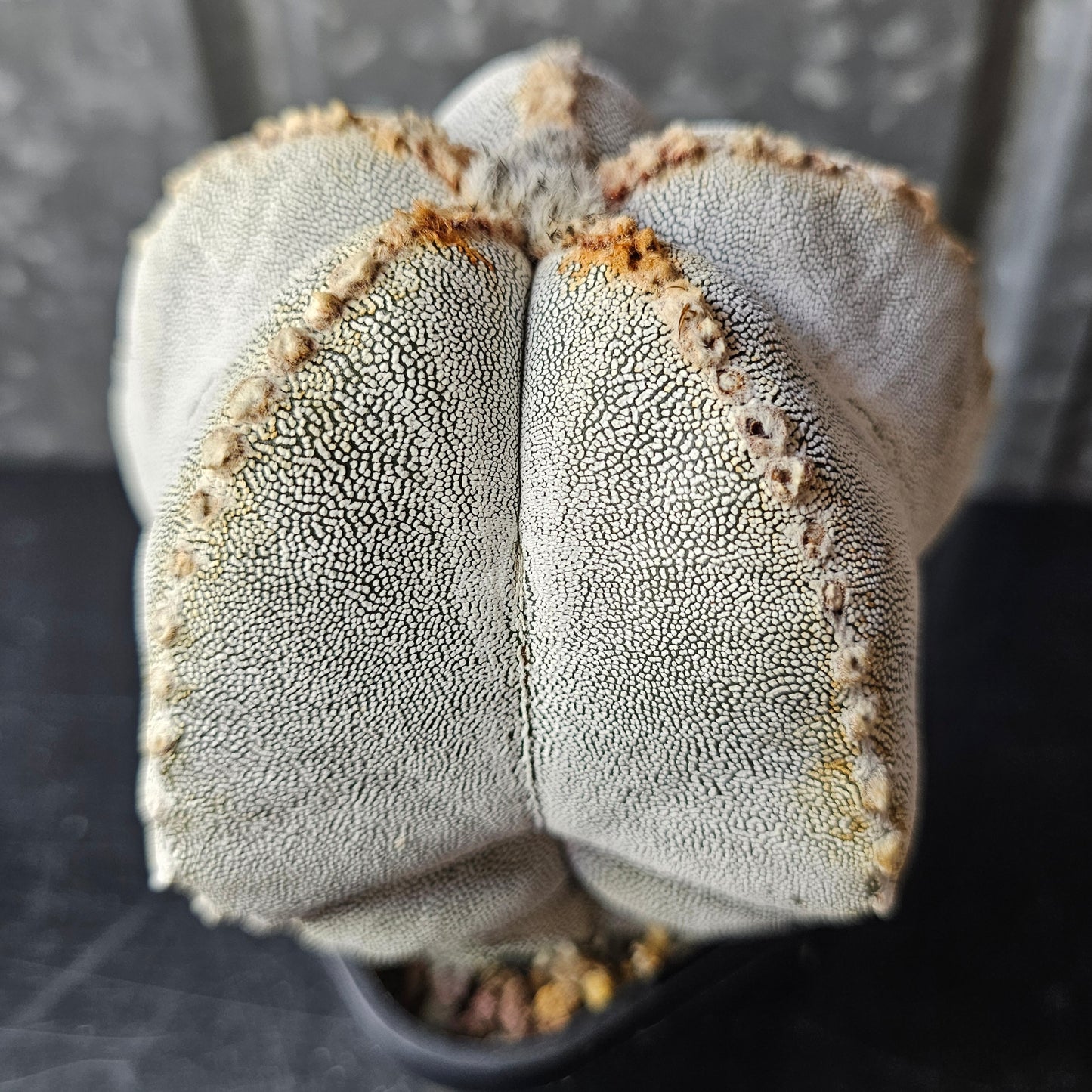 Astrophytum myriostigma cv. Onzuka