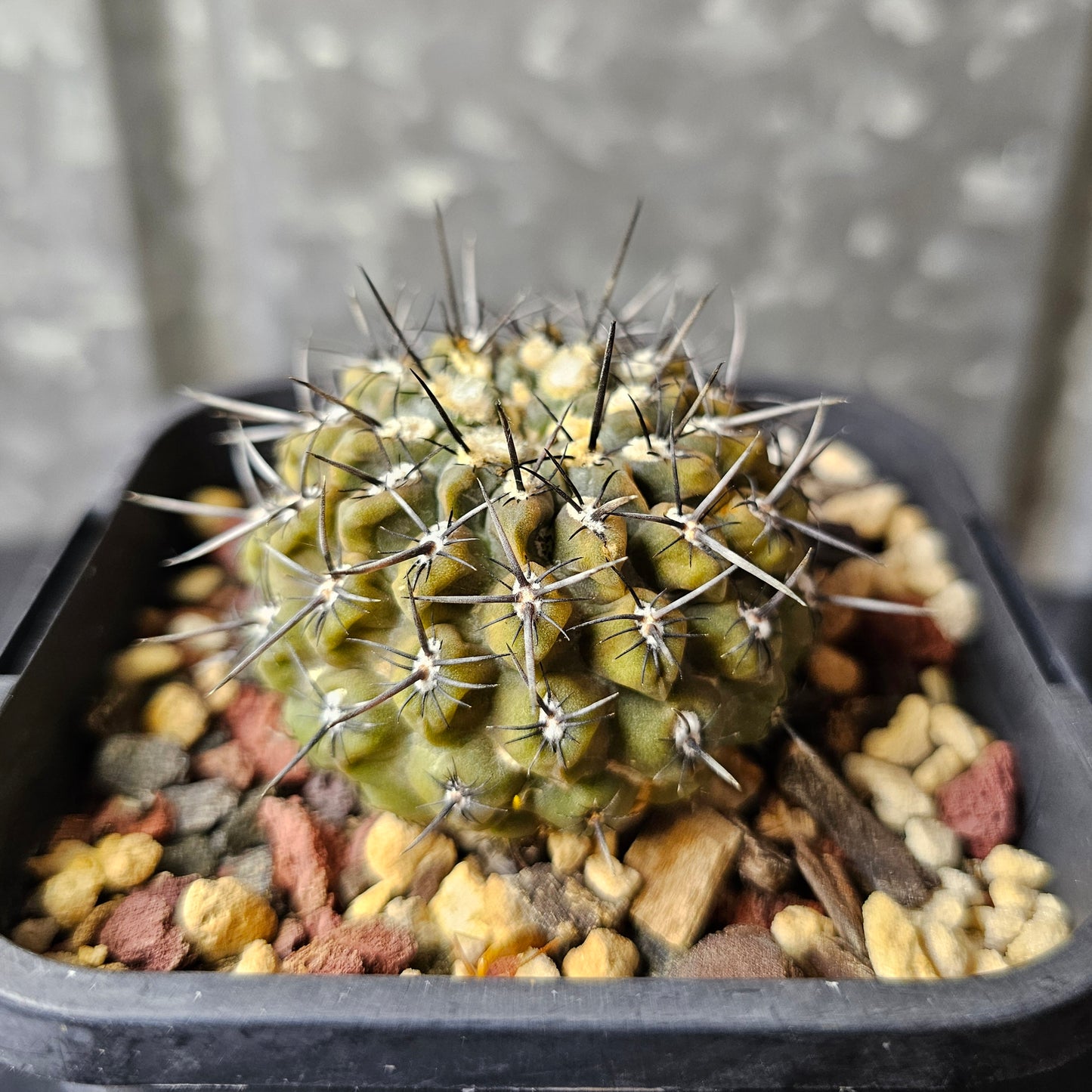 Chileorebutia napina v. lanigera